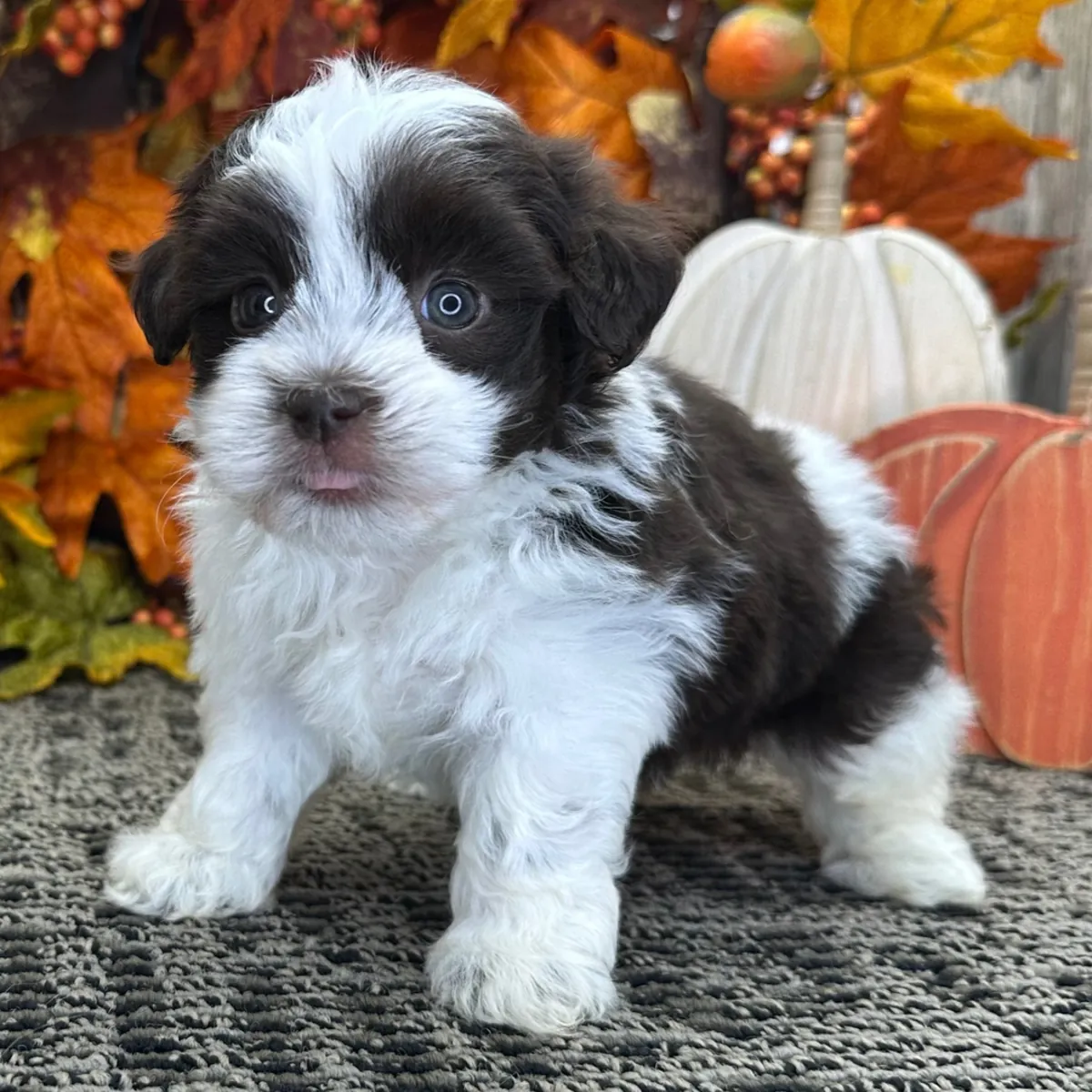 Havanese Yavruları