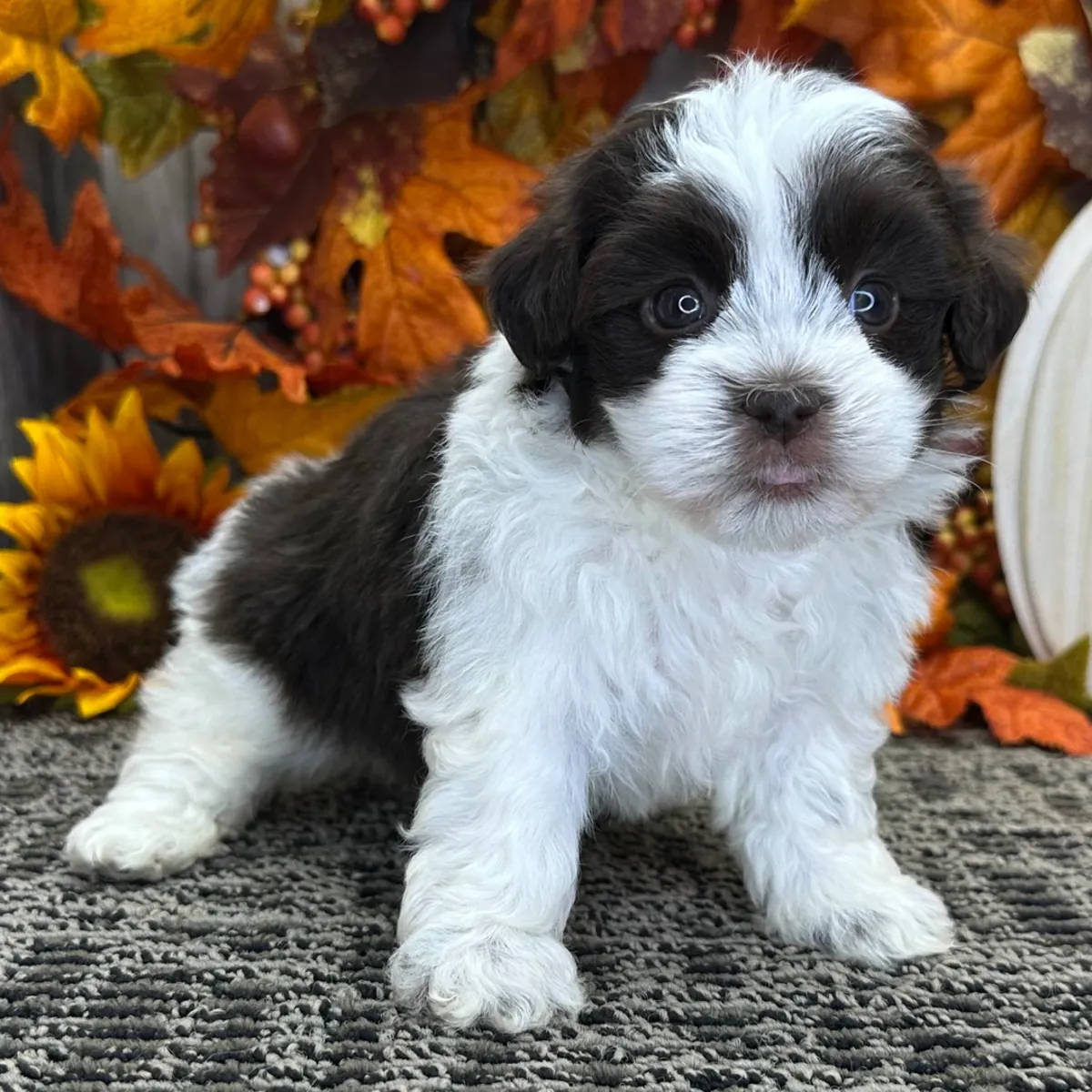 Havanese Yavruları