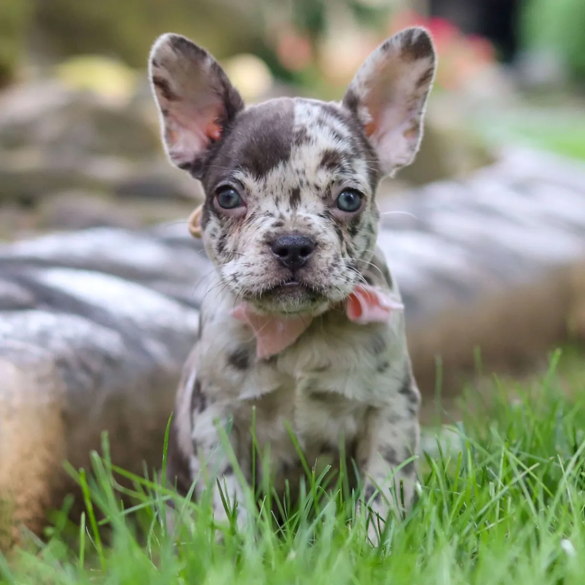 Fransız Bulldog Yavruları