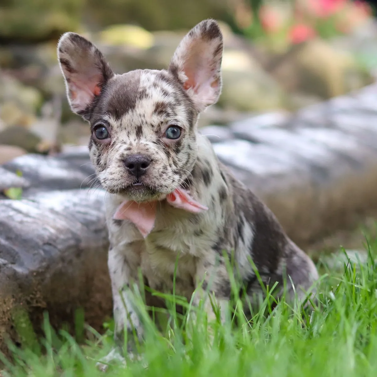 Fransız Bulldog Yavruları