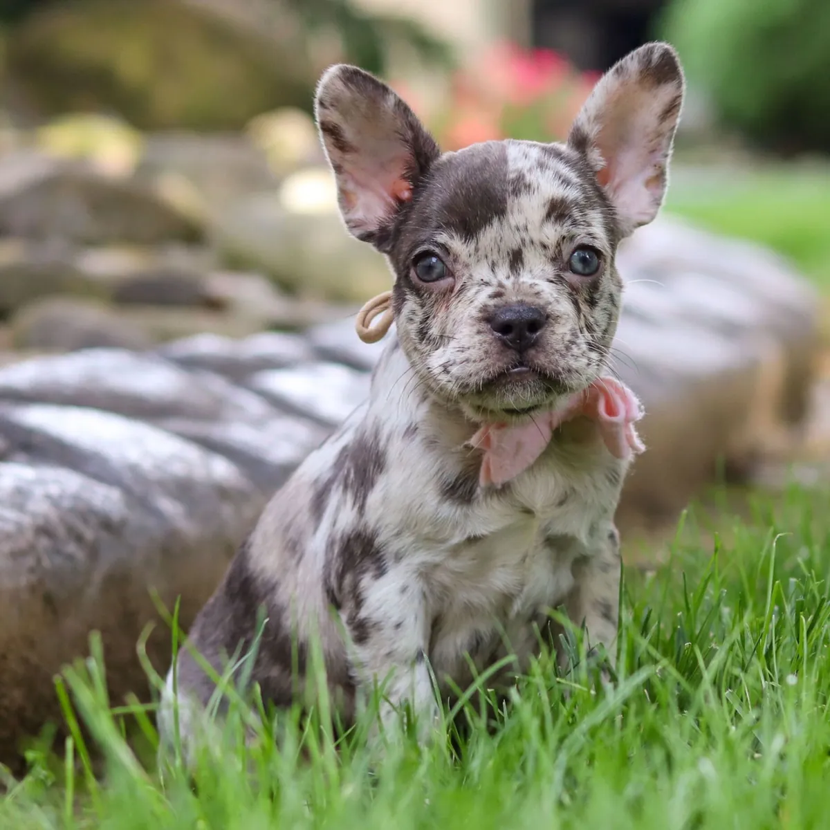 Fransız Bulldog Yavruları