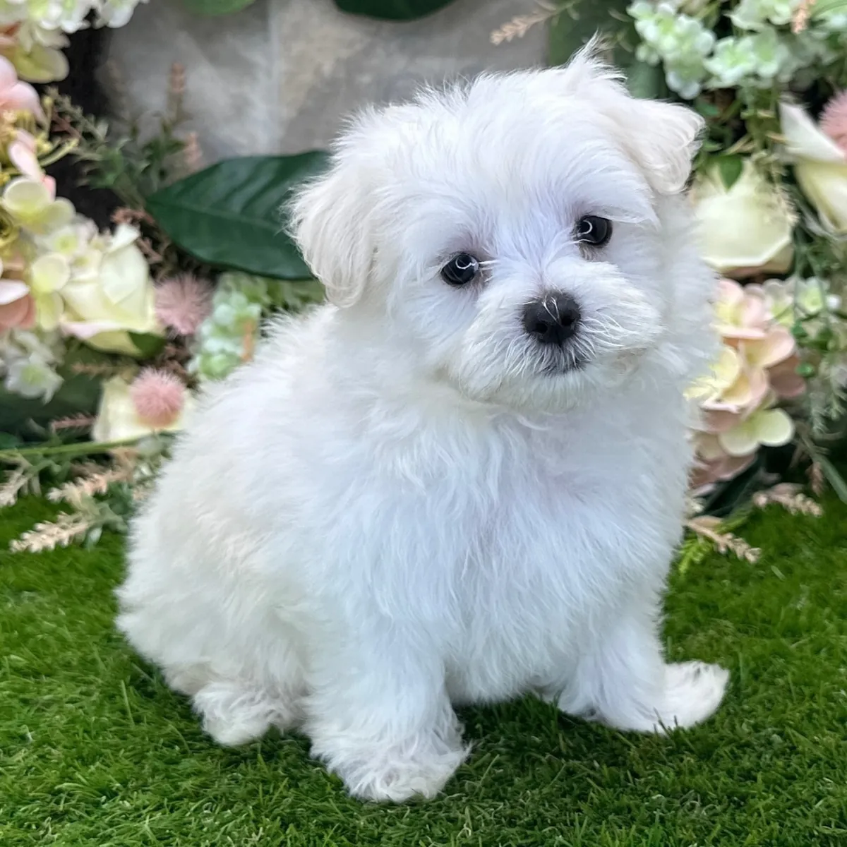 Maltese Yavruları