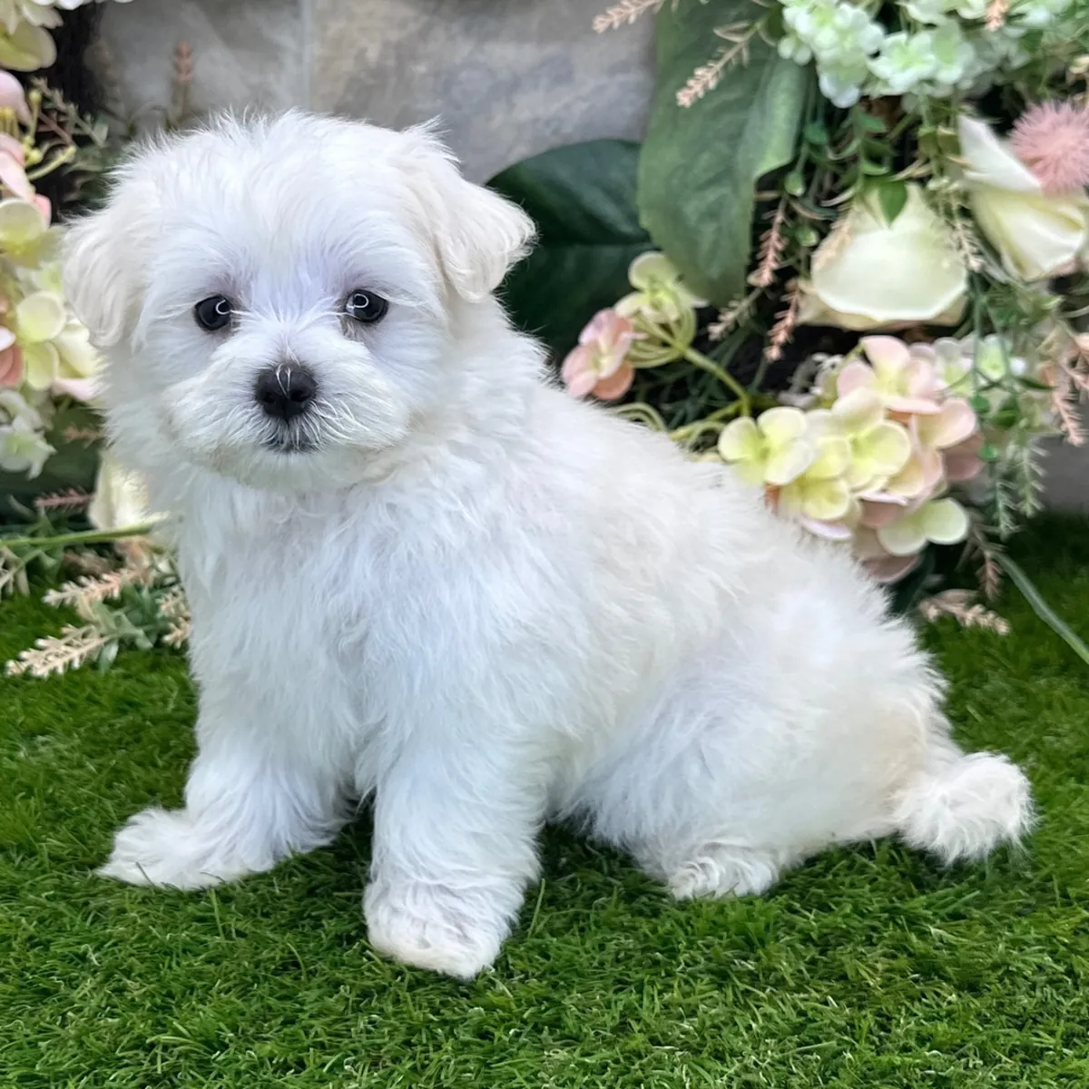 Maltese Yavruları