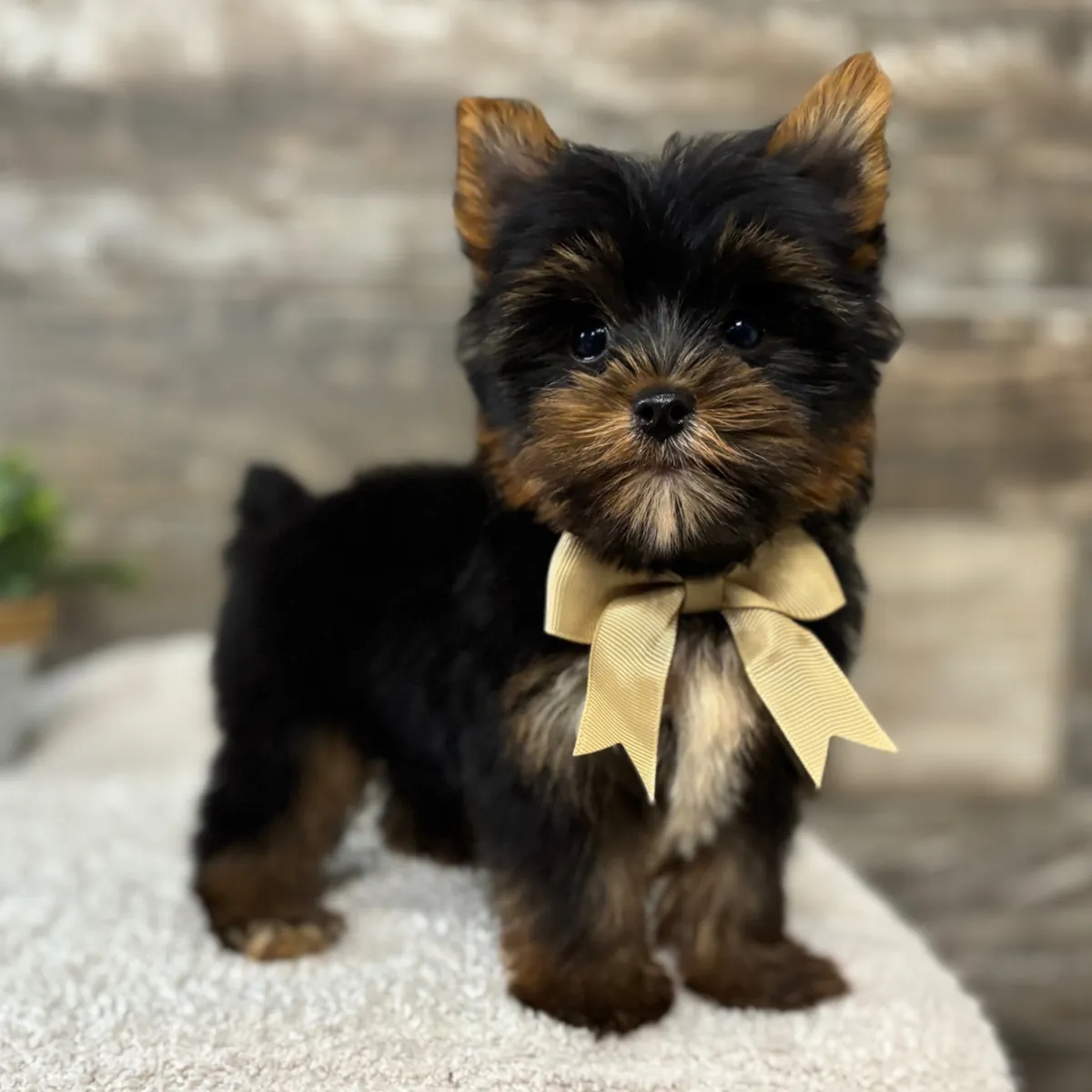 约克夏犬幼犬
