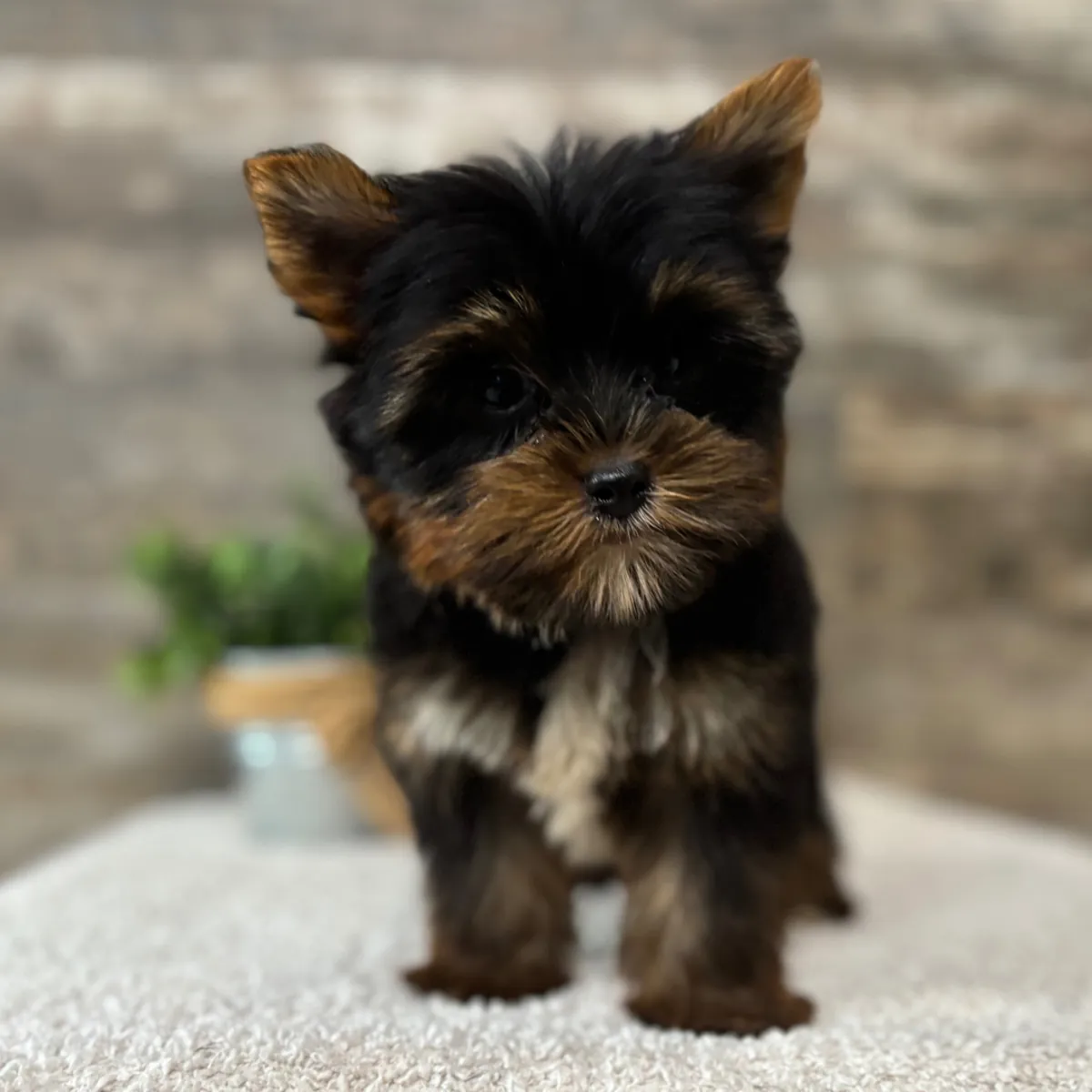 约克夏犬幼犬
