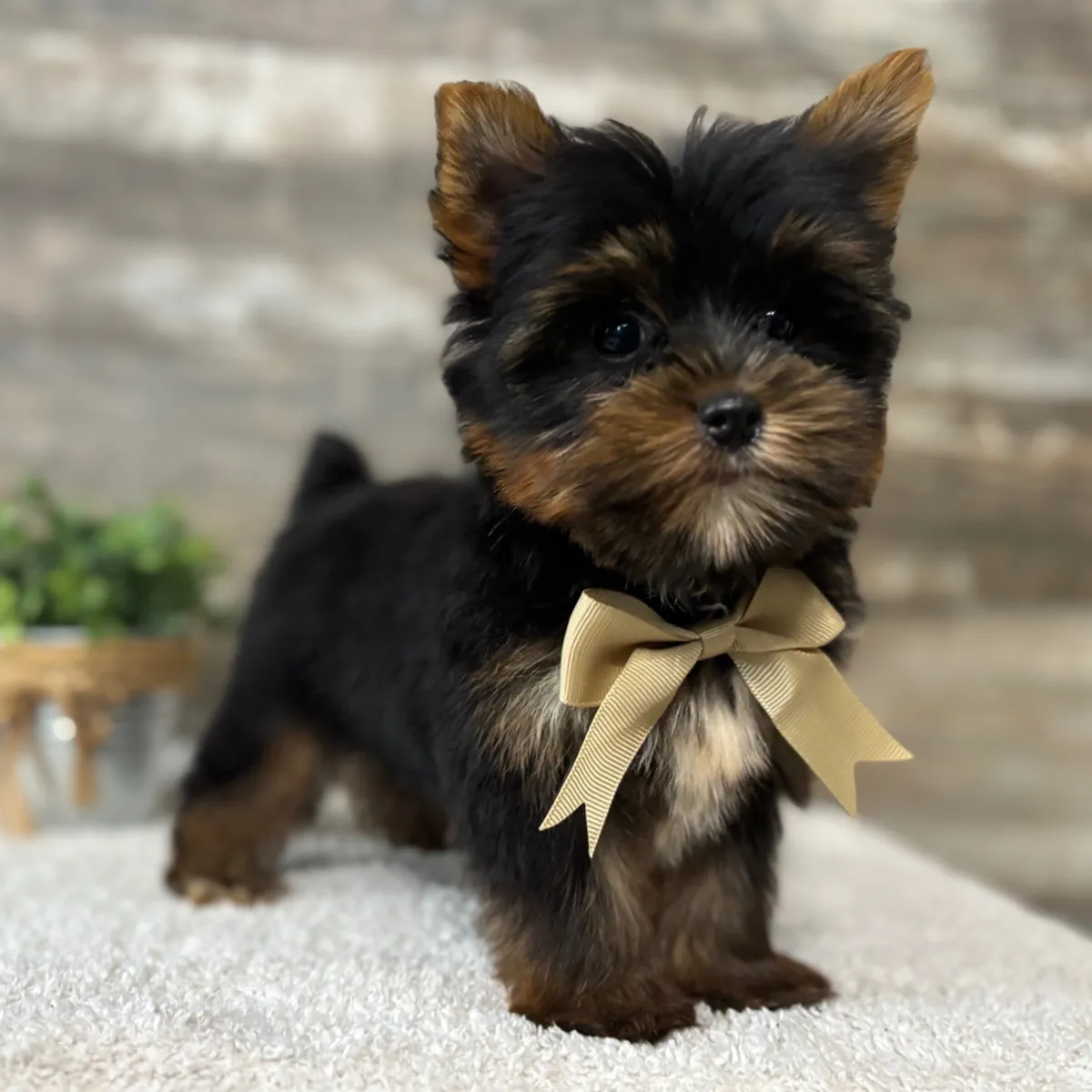 约克夏犬幼犬