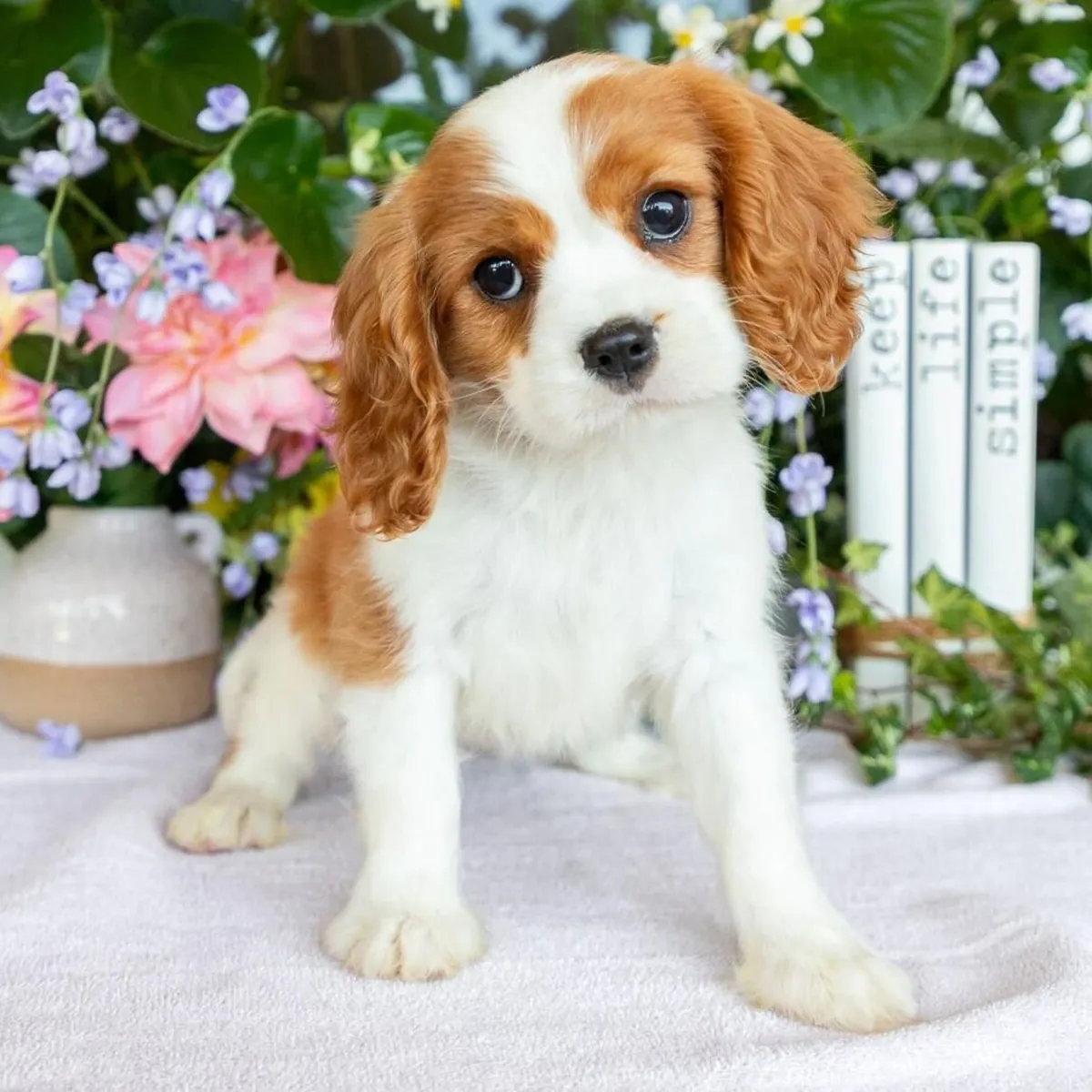骑士查尔斯王小猎犬幼犬