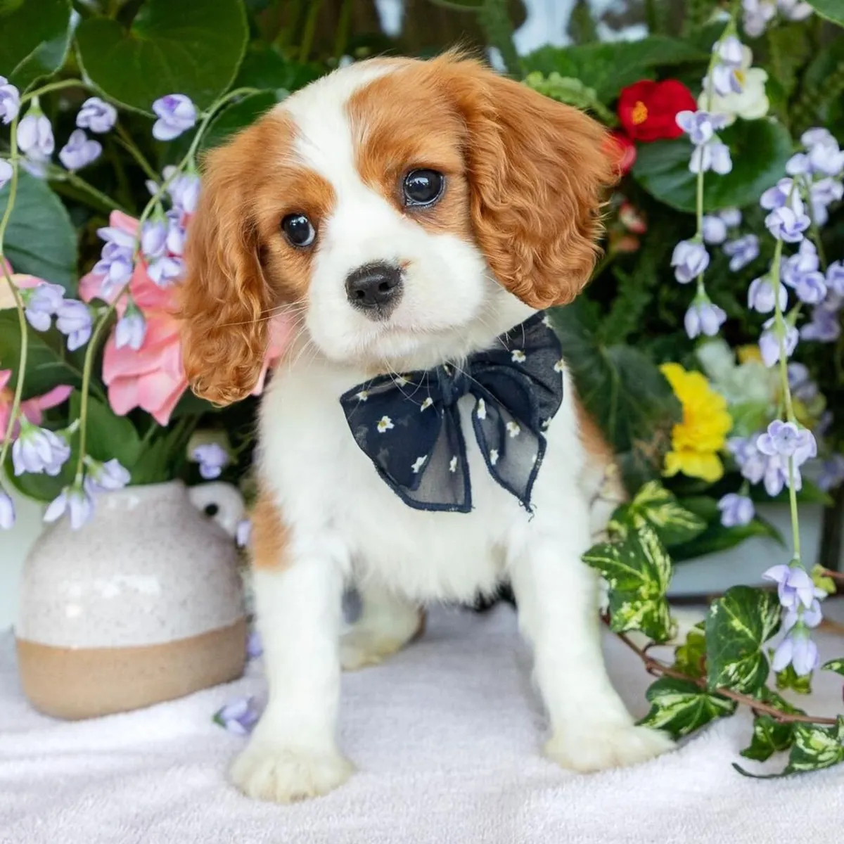 骑士查尔斯王小猎犬幼犬