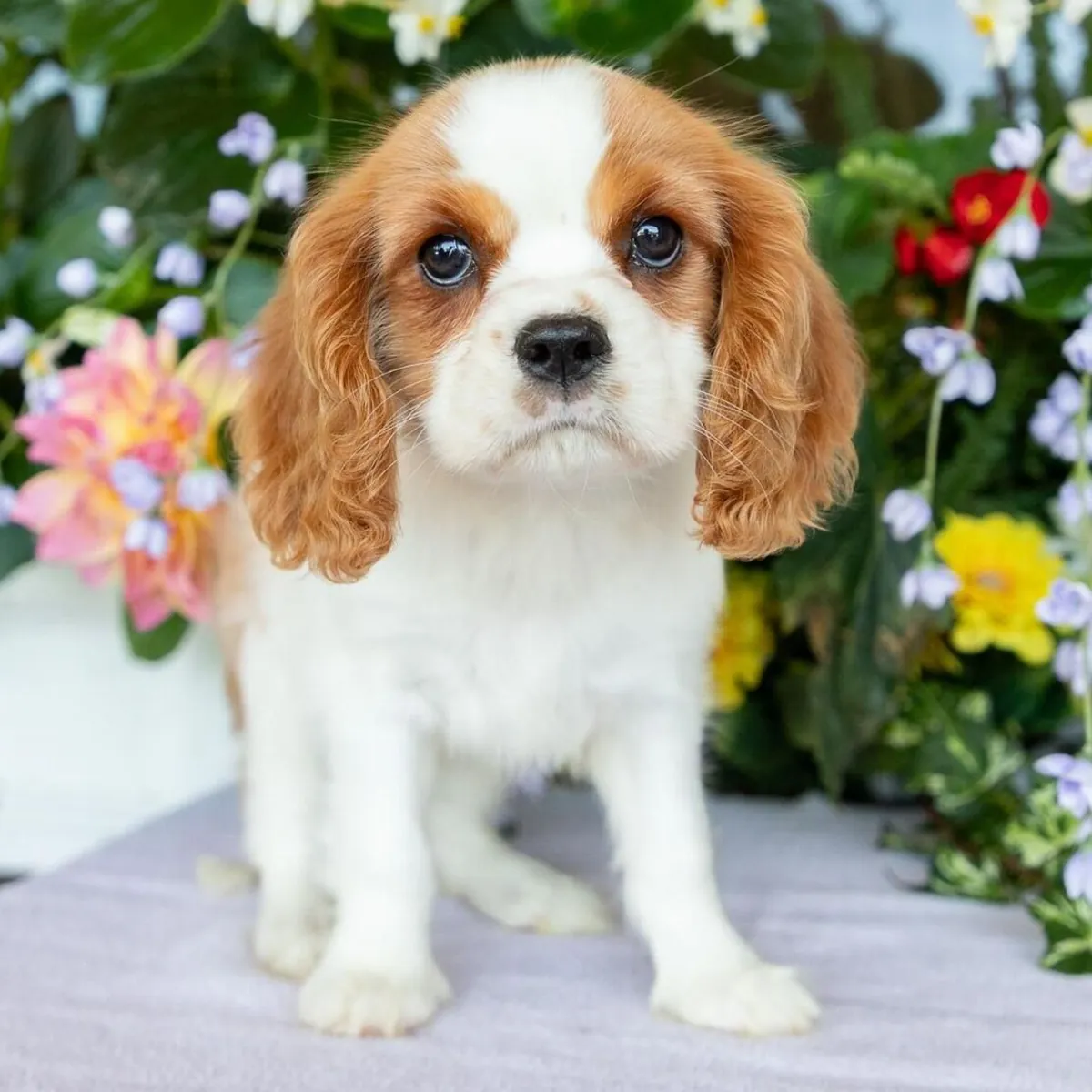 骑士查尔斯王小猎犬幼犬