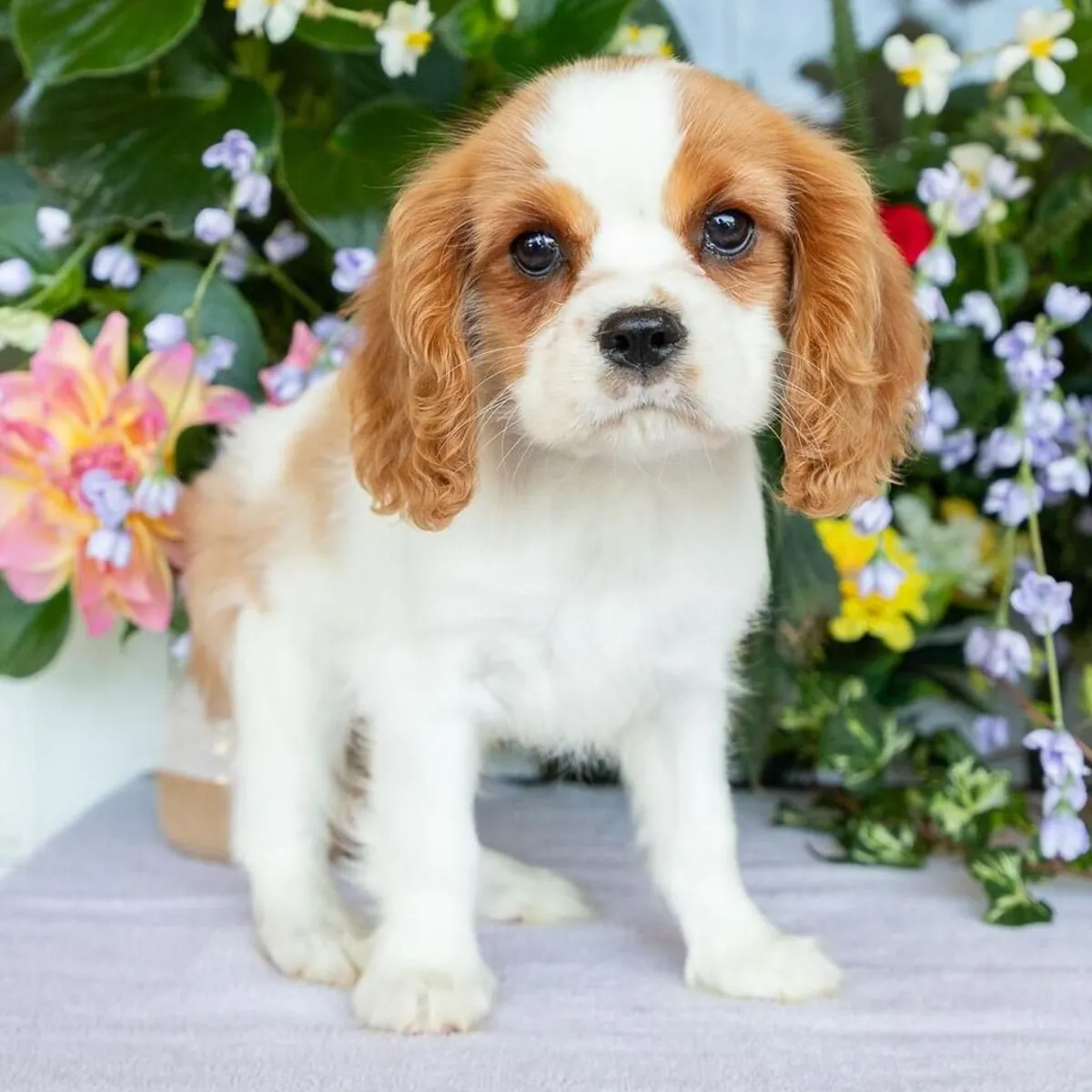 骑士查尔斯王小猎犬幼犬