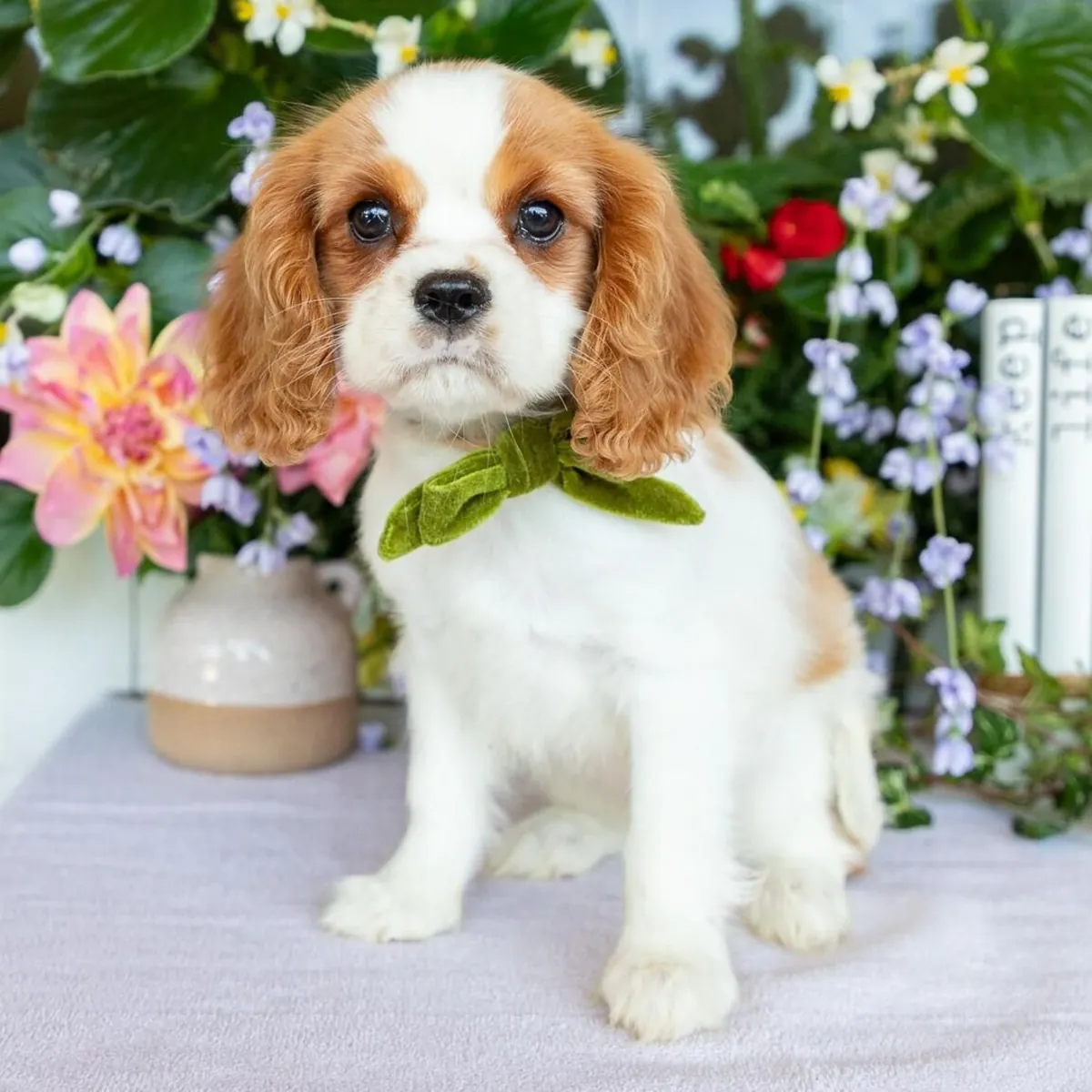 骑士查尔斯王小猎犬幼犬