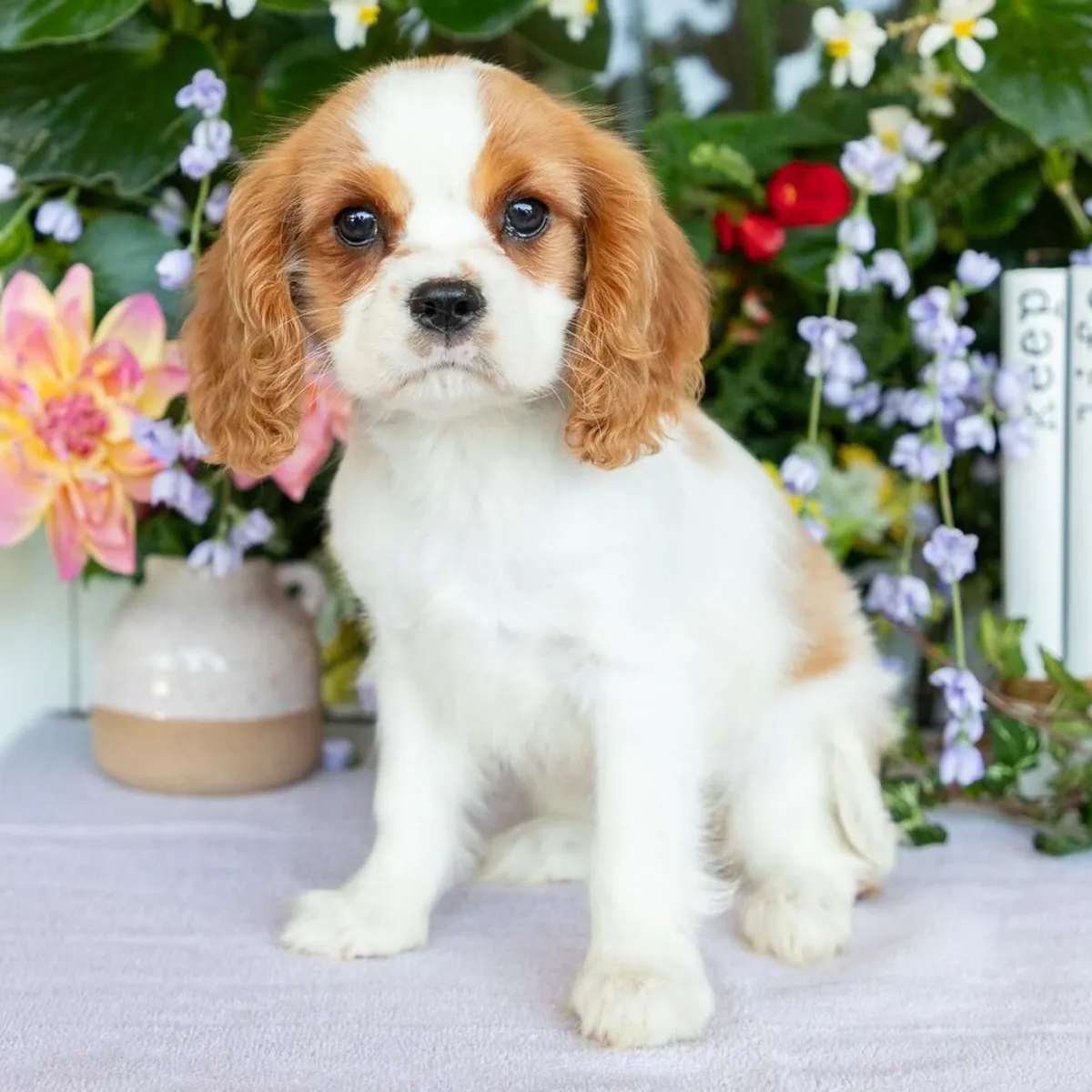 骑士查尔斯王小猎犬幼犬