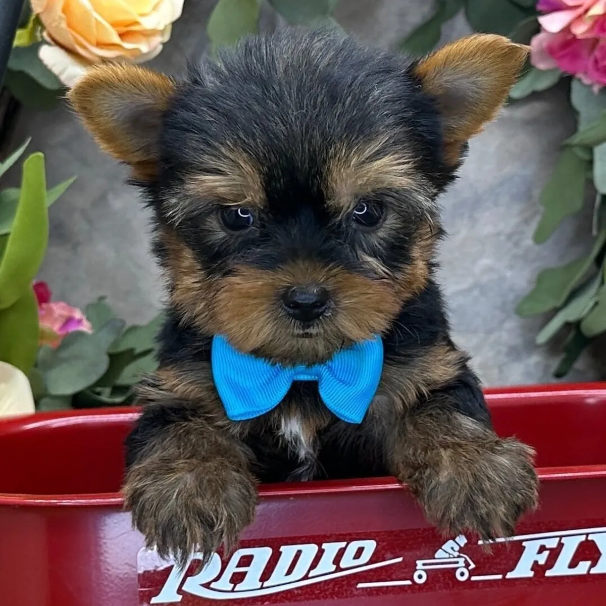 Yorkshire Terrier yavruları