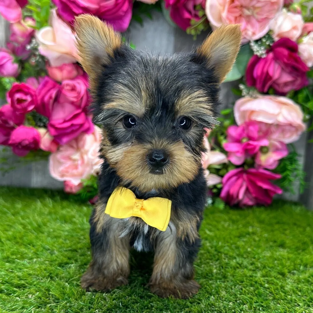Yorkshire Terrier yavruları