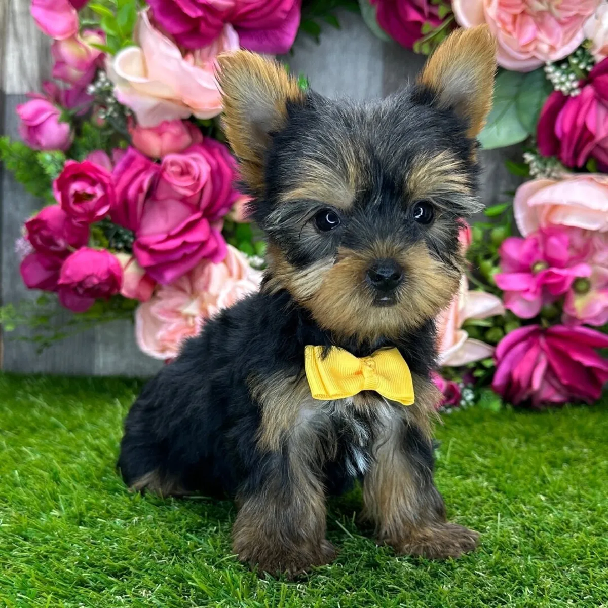 Yorkshire Terrier yavruları