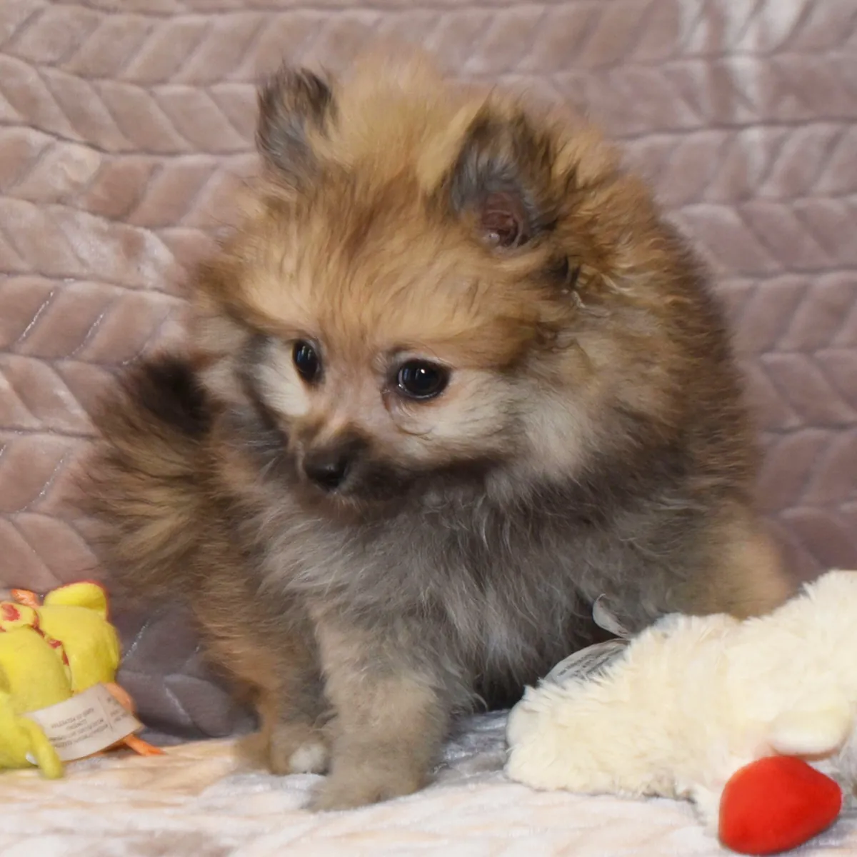 Pomeranian Yavruları