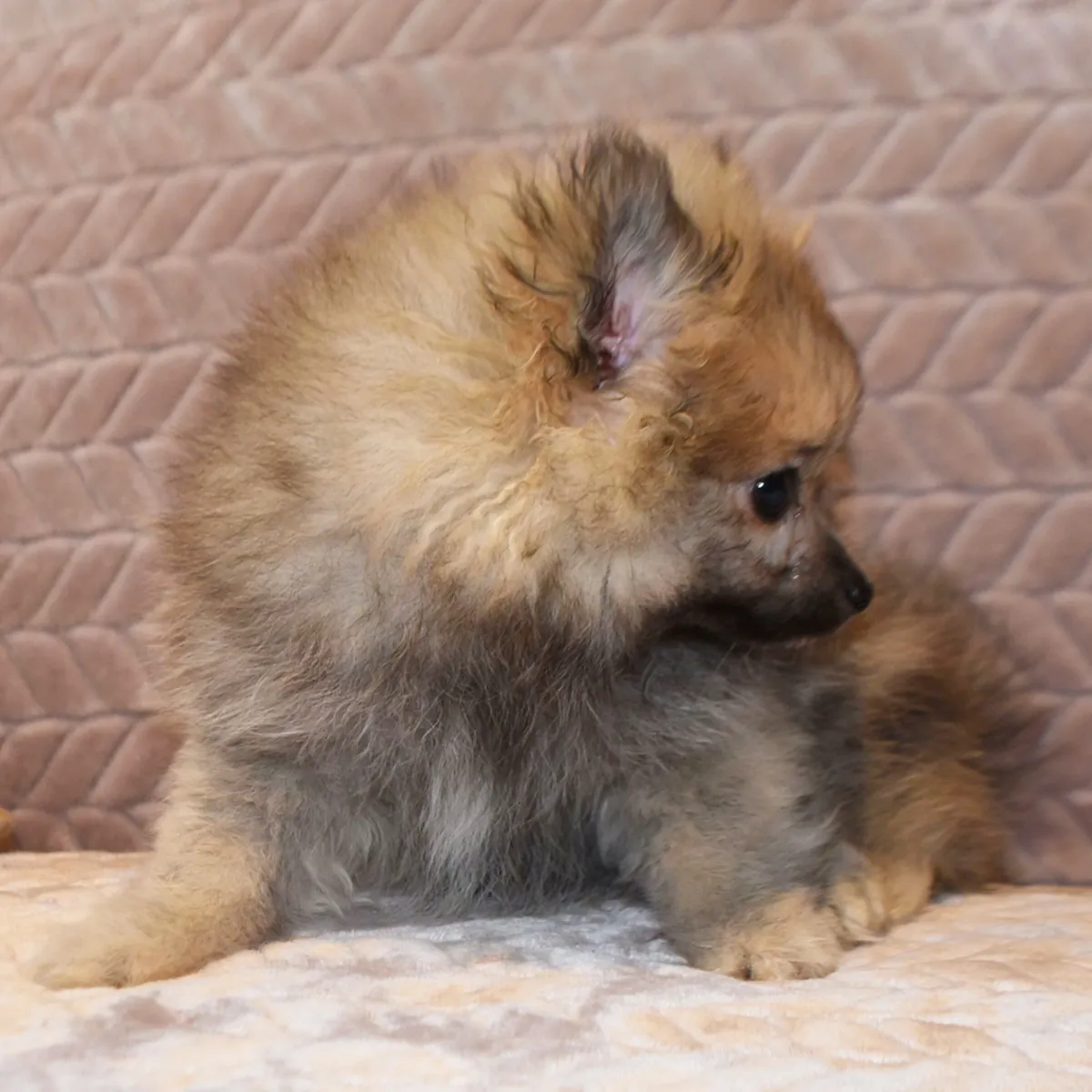 Pomeranian Yavruları