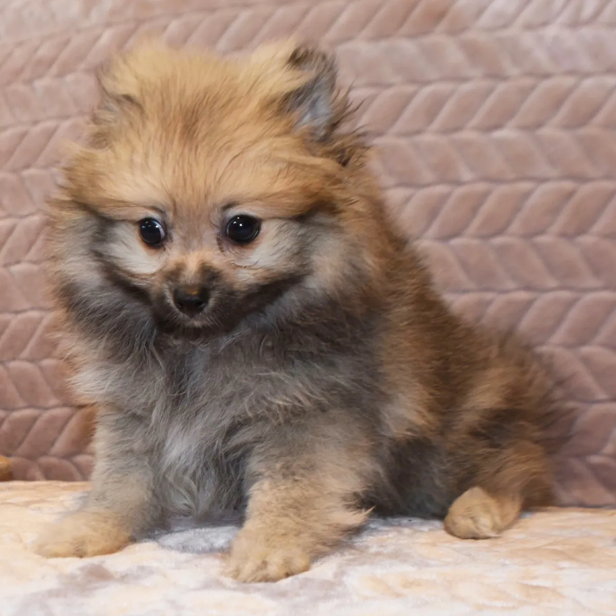 Pomeranian Yavruları