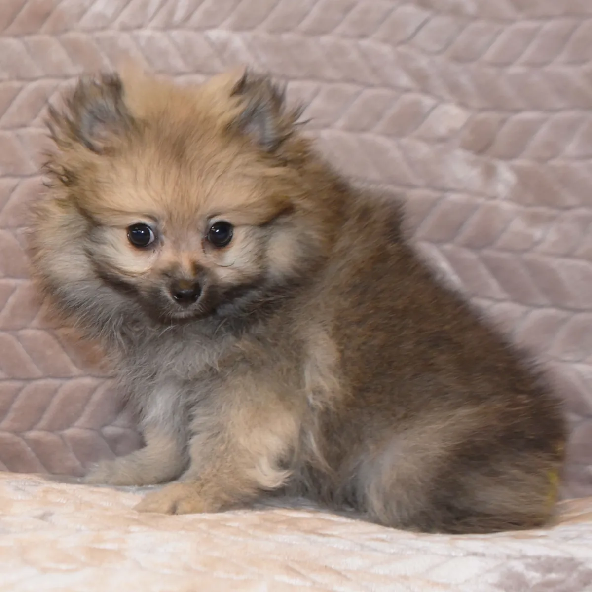 Pomeranian Yavruları