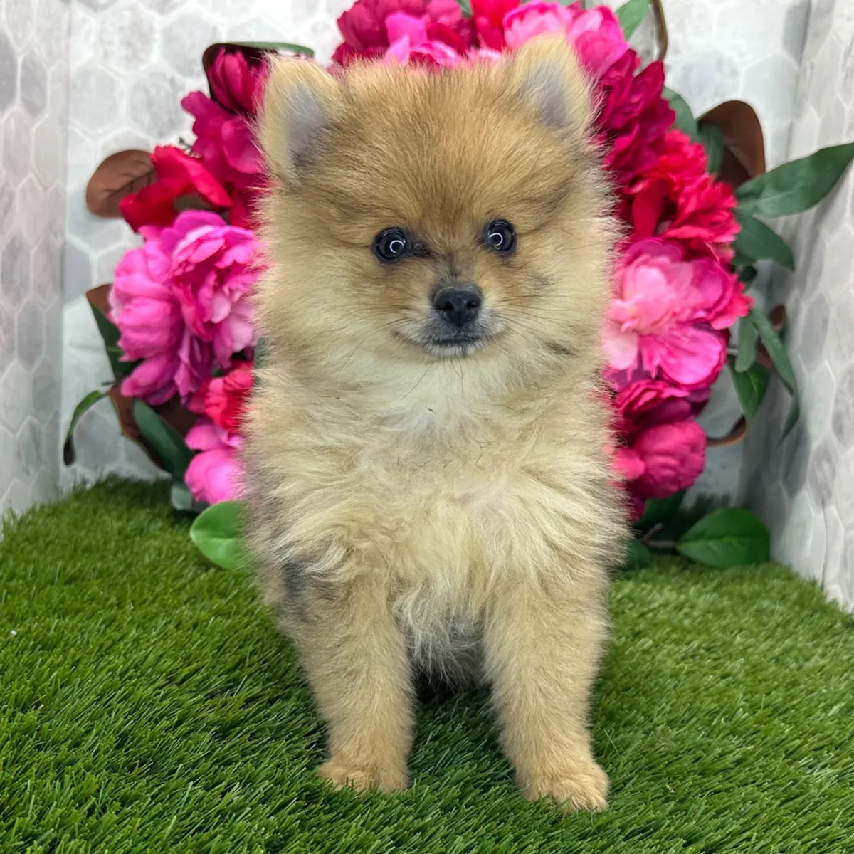 Pomeranian Yavru
