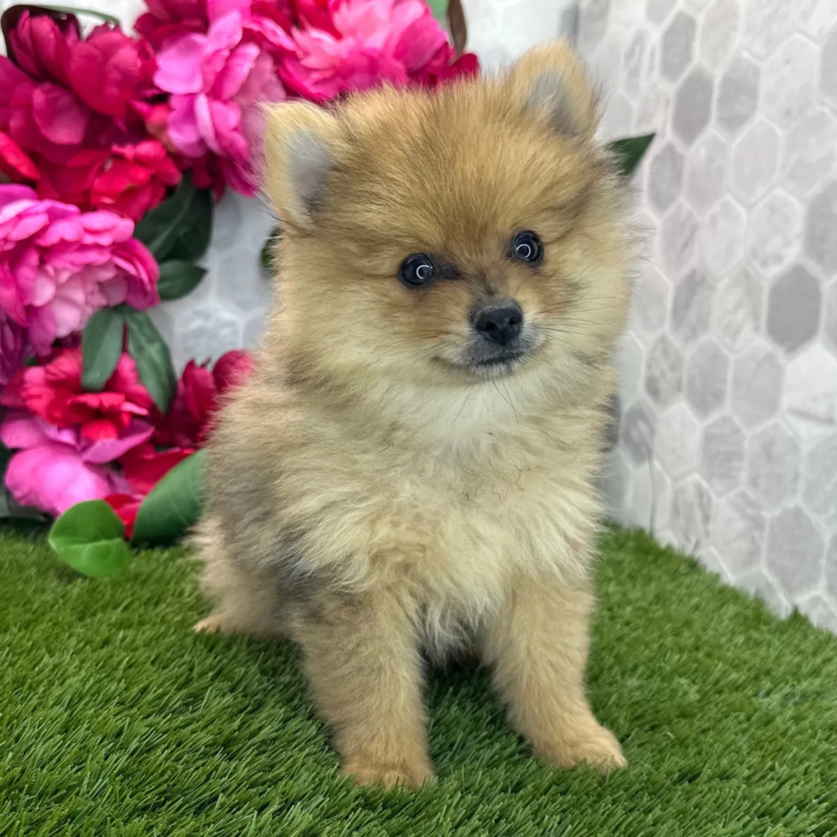 Pomeranian Yavru