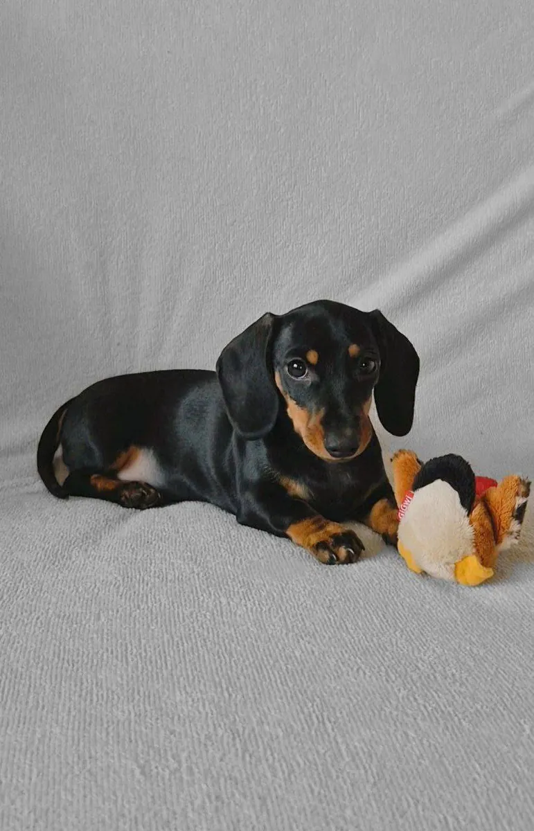 Kahverengi Dachshund