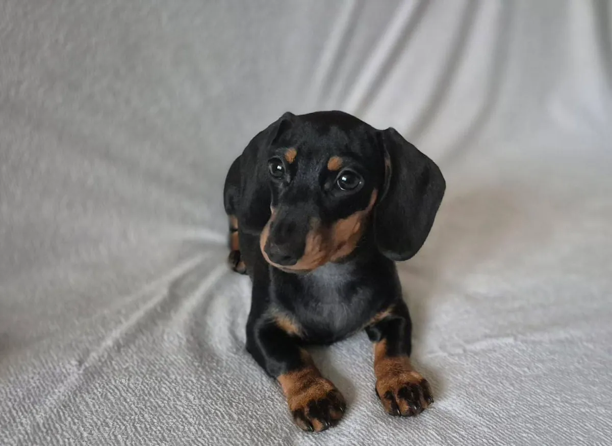 Kahverengi Dachshund