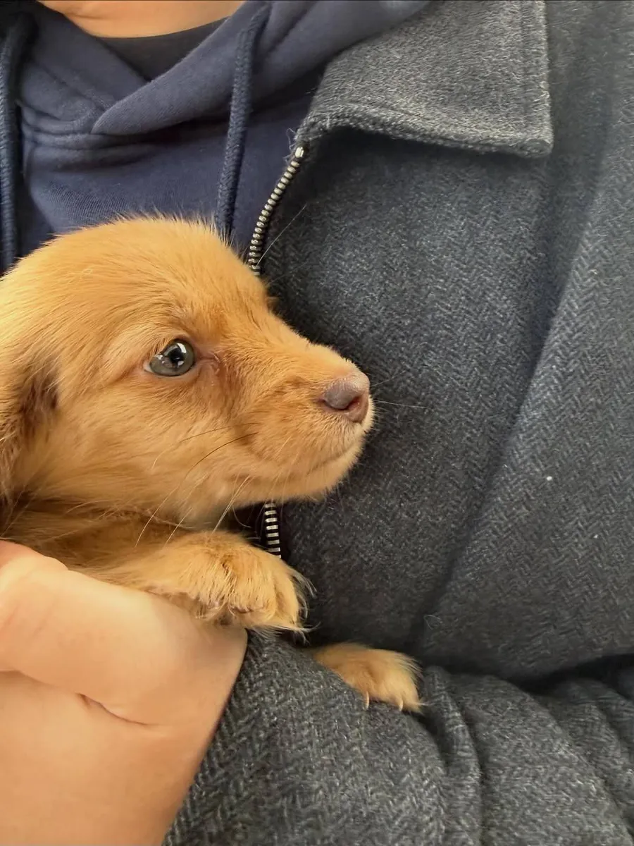 美丽的8周大雌性长毛腊肠犬小狗
