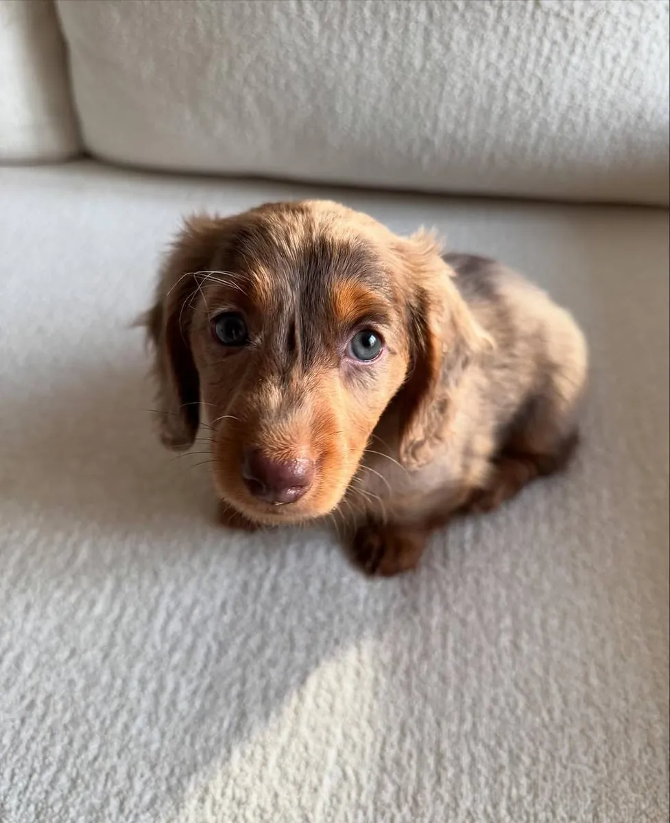 Belle chiot femelle teckel à poil long chocolat – 8 semaines