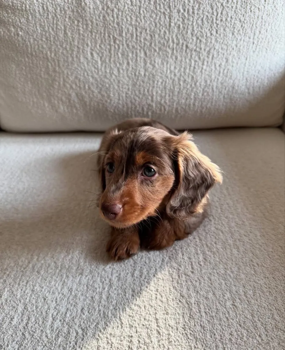 Belle chiot femelle teckel à poil long chocolat – 8 semaines