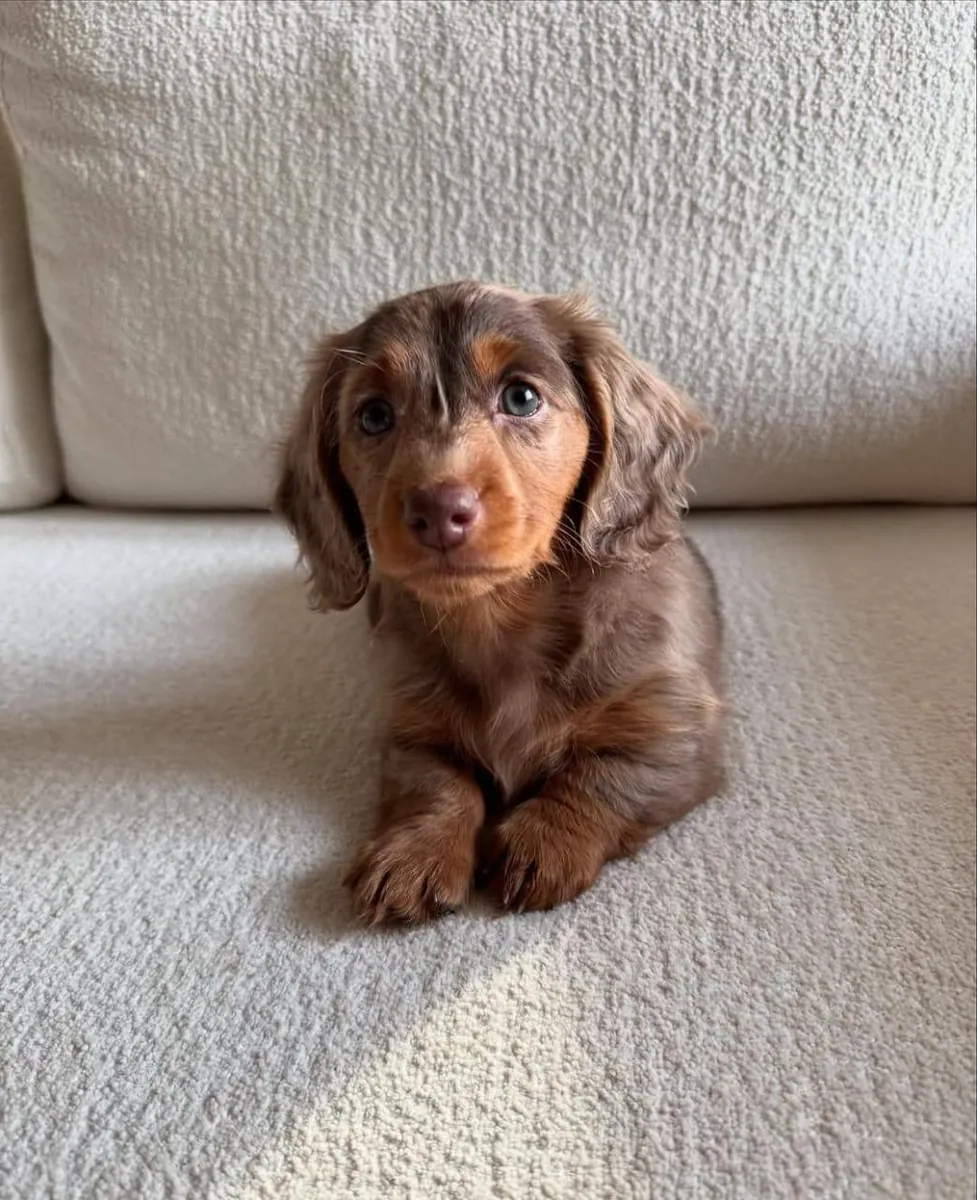 Belle chiot femelle teckel à poil long chocolat – 8 semaines