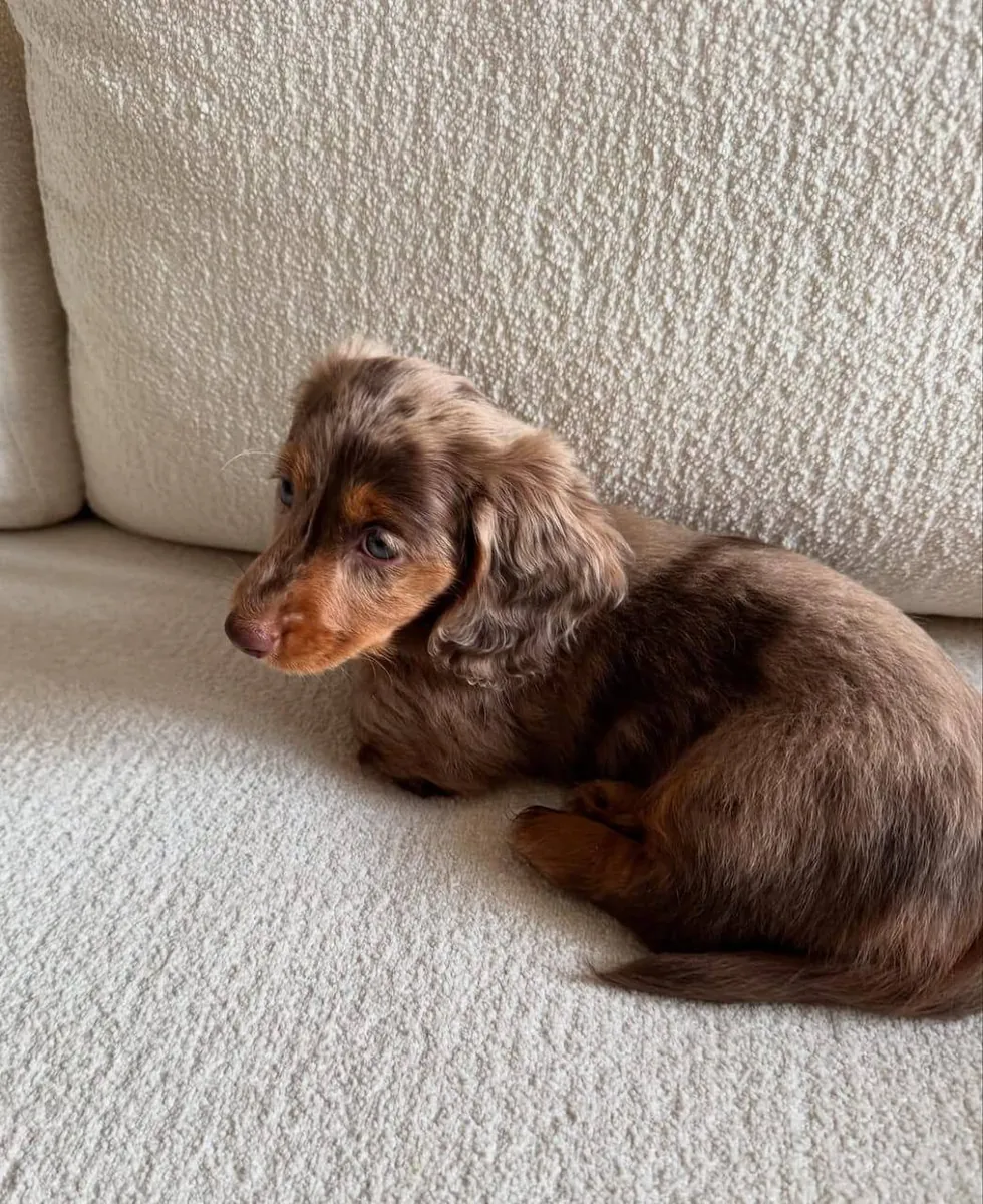 Belle chiot femelle teckel à poil long chocolat – 8 semaines