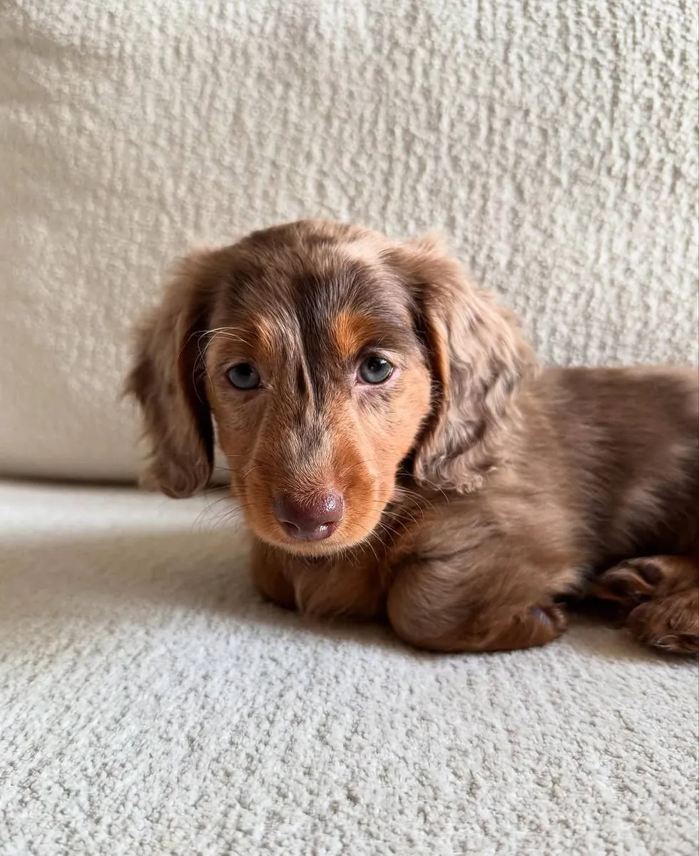 Belle chiot femelle teckel à poil long chocolat – 8 semaines