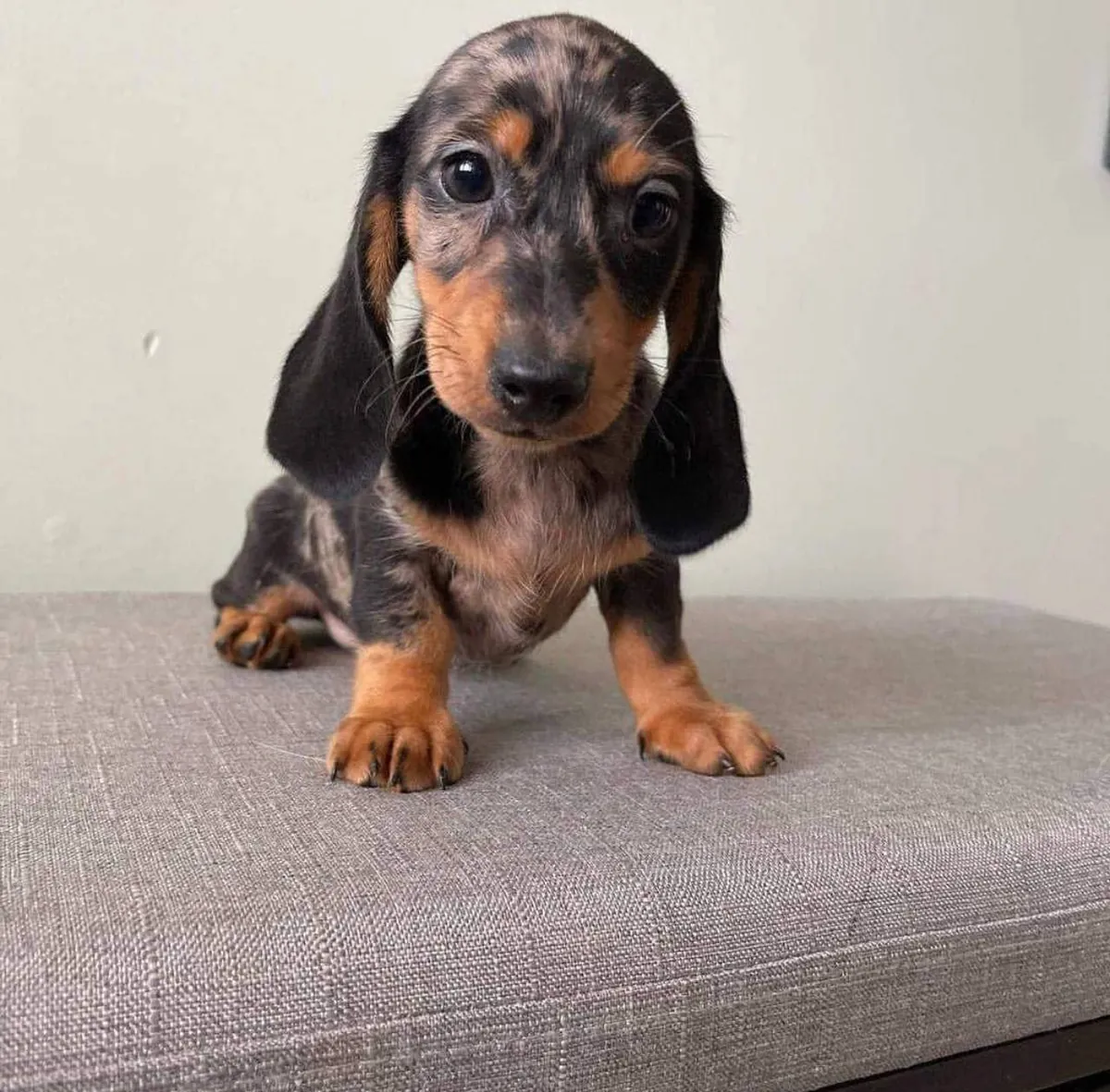 Sevimli Dachshund Yavru - Sevecen ve Oyunsever Arkadaş