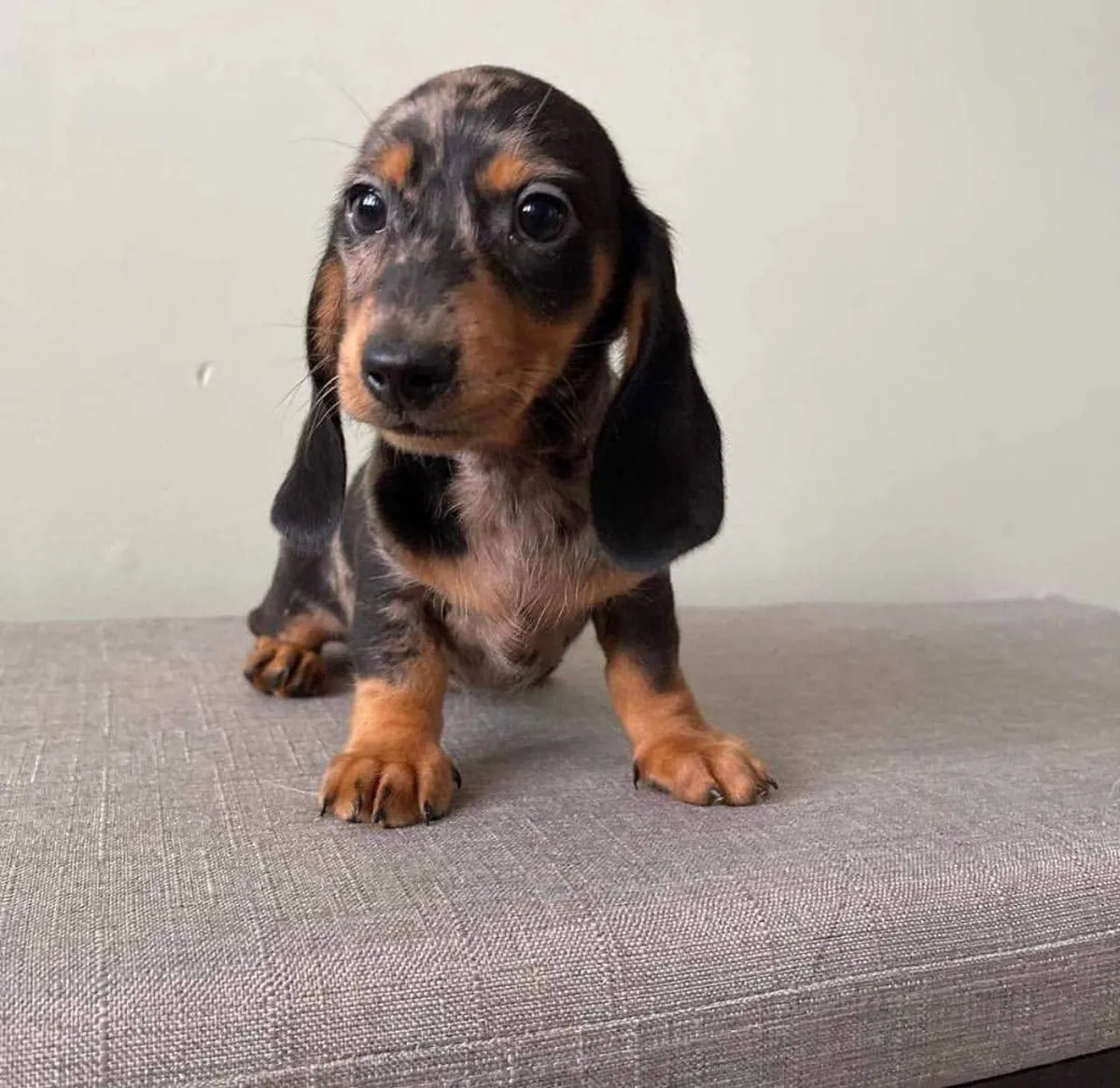 Sevimli Dachshund Yavru - Sevecen ve Oyunsever Arkadaş