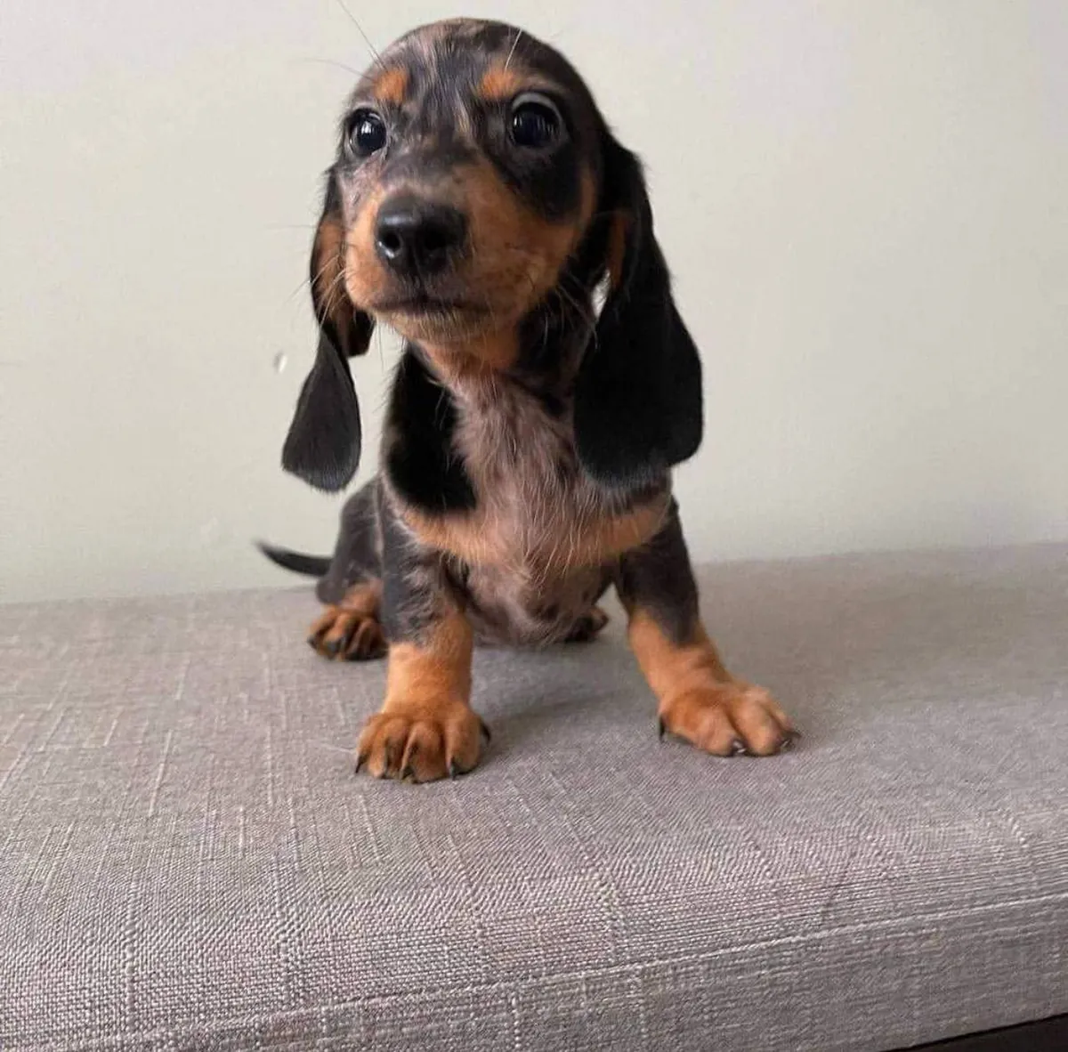 Sevimli Dachshund Yavru - Sevecen ve Oyunsever Arkadaş