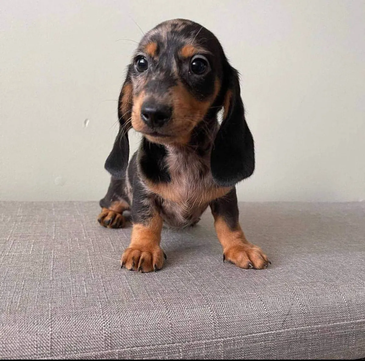 Sevimli Dachshund Yavru - Sevecen ve Oyunsever Arkadaş