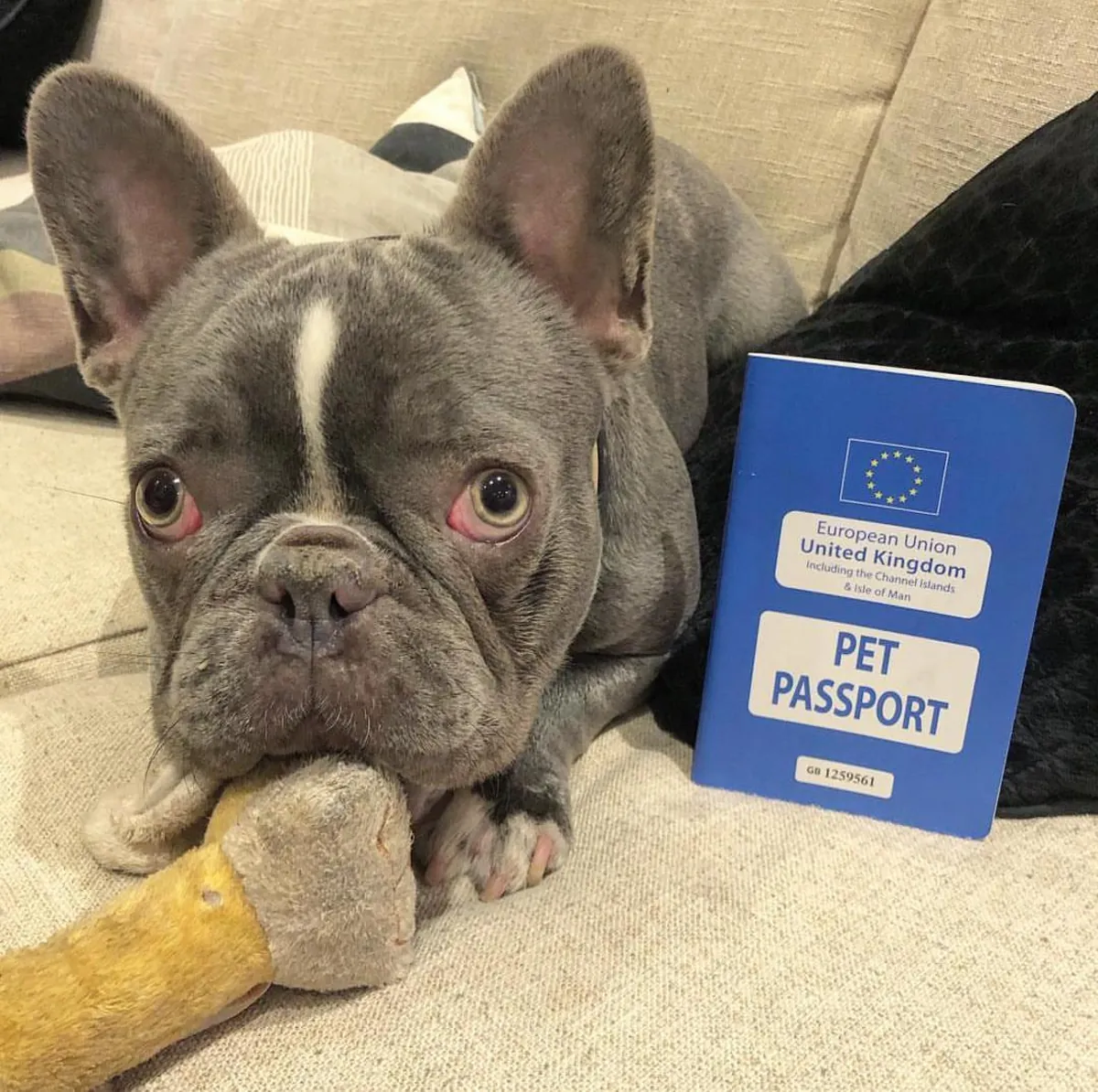 12 week old french bulldog puppies (Please contact me via whatsapp number bellow)
