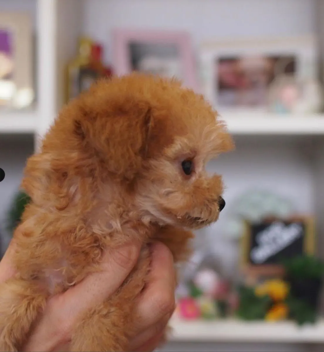 Purebred Poodle Puppies (Please contact me via whatsapp number bellow)