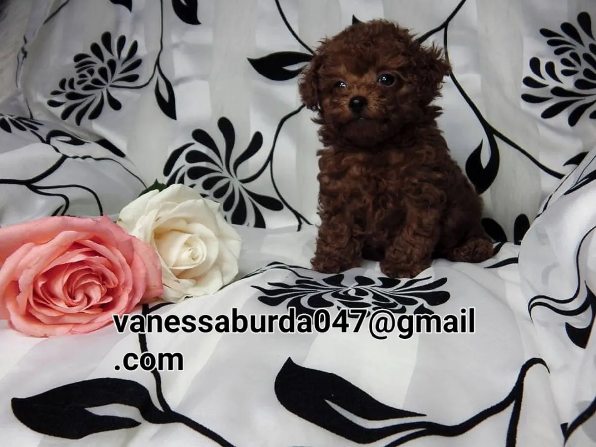 Purebred Poodle Puppies ( please contact me via email on photos)