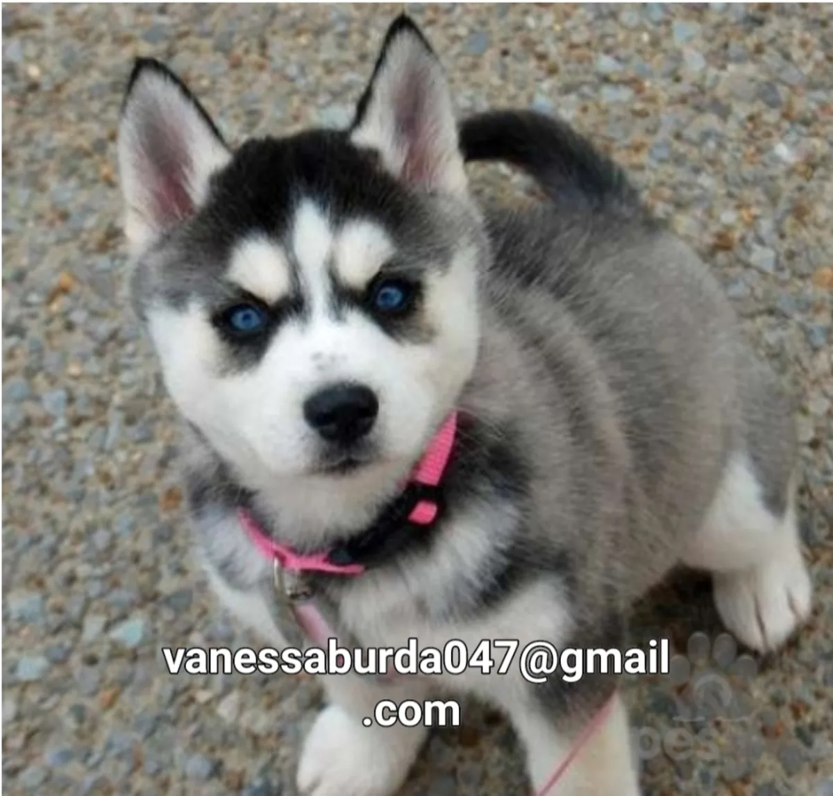 Home raised Husky Puppies ( please contact me via email on photos)