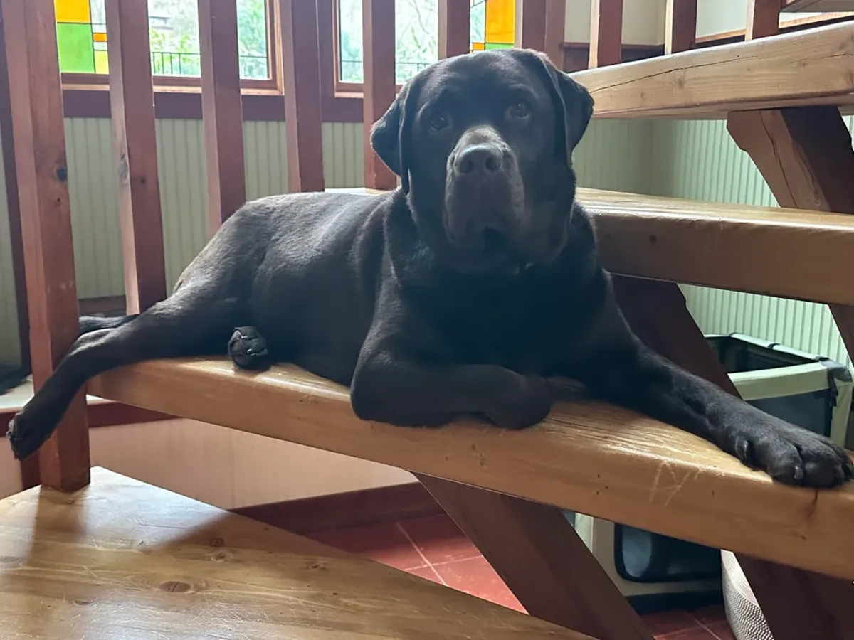 Labrador, pas assez de temps