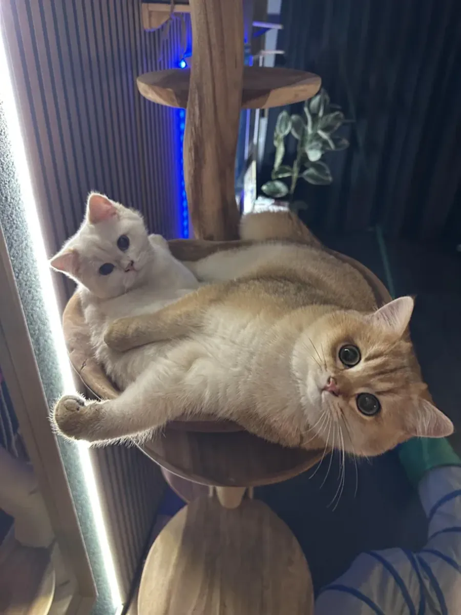 Chat britannique, domestique