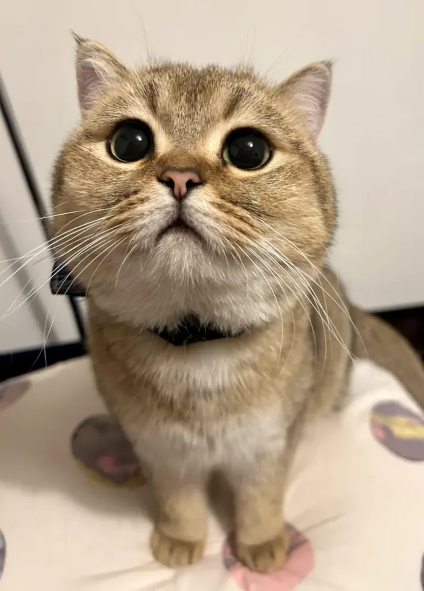 Chat britannique, domestique