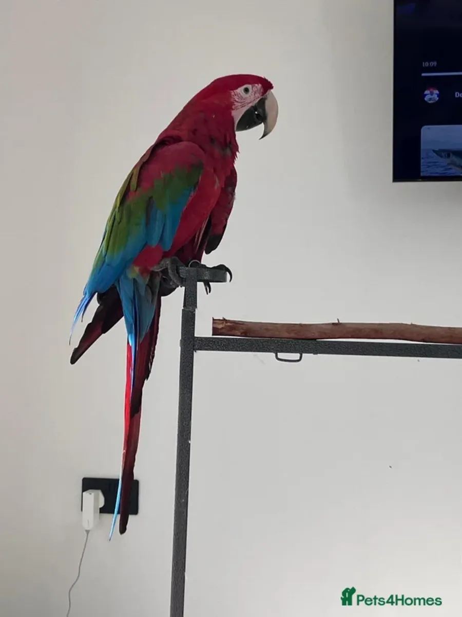 Perroquet Ara à ailes vertes