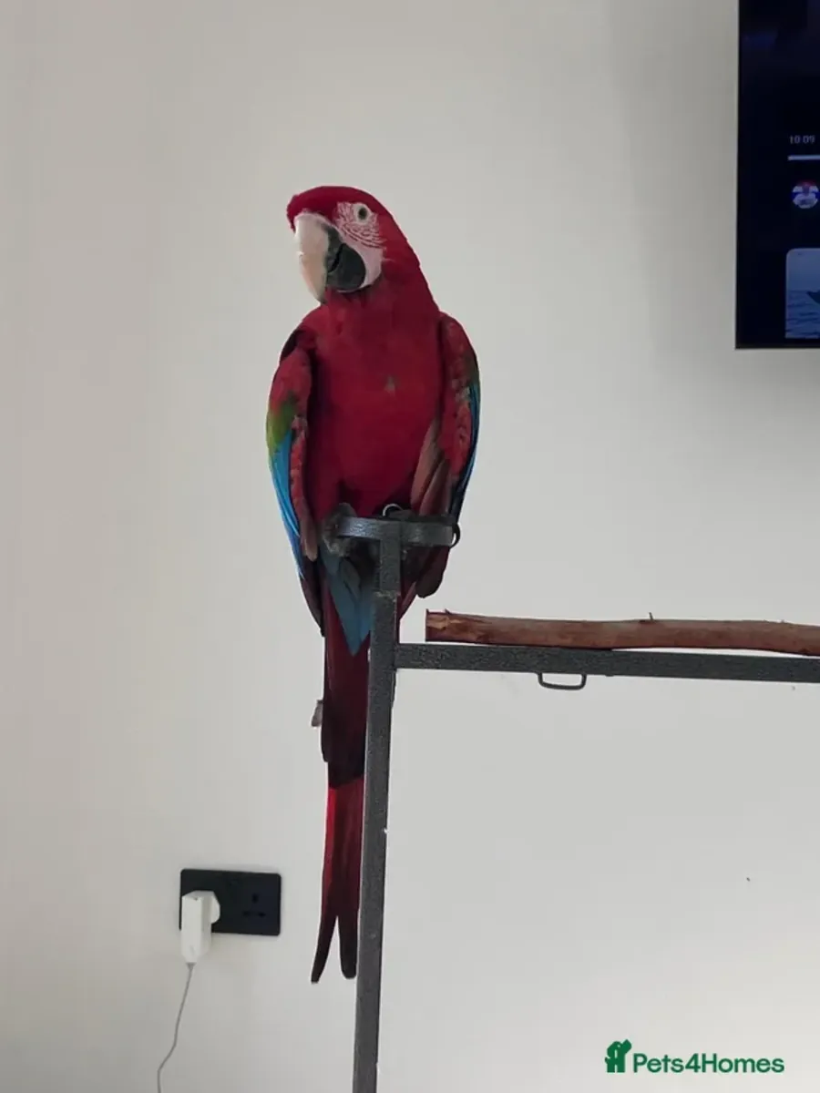 Perroquet Ara à ailes vertes