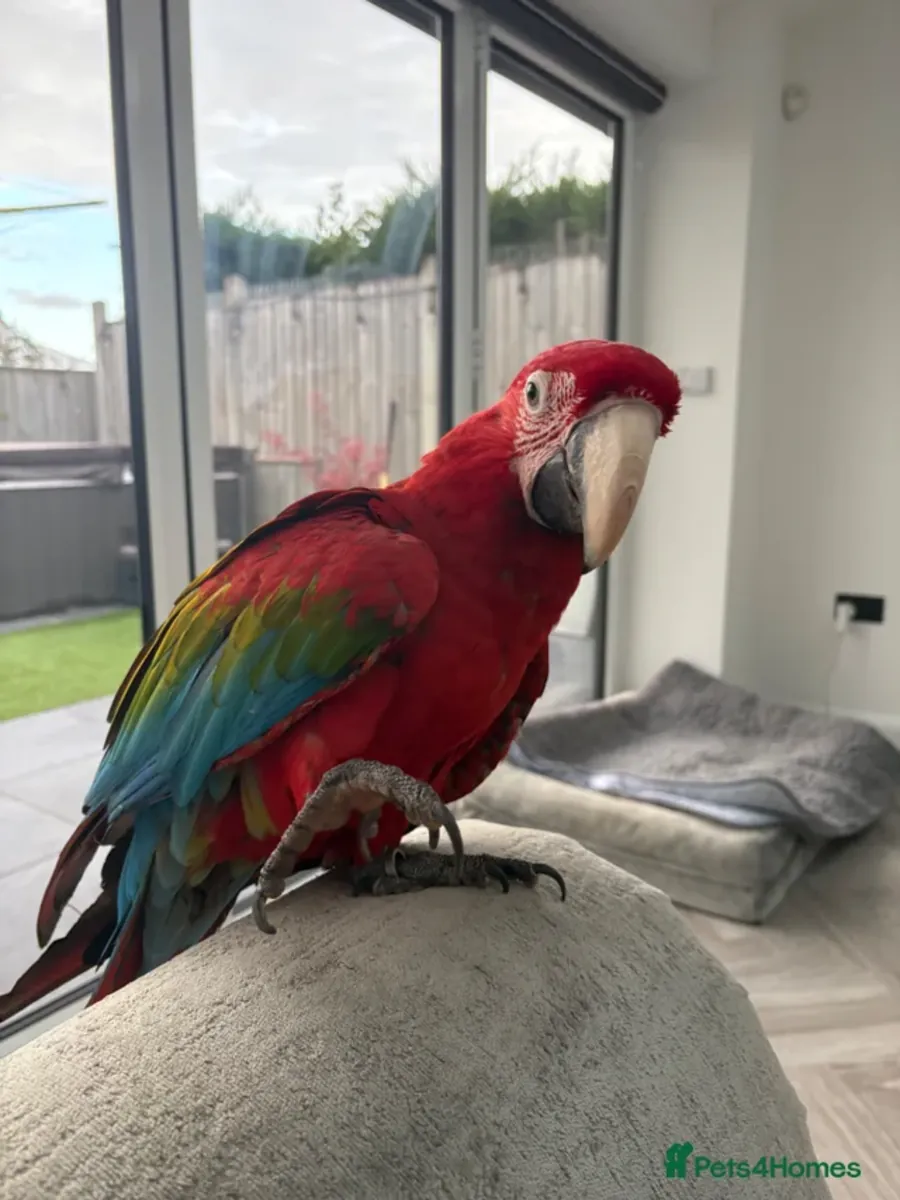 Perroquet Ara à ailes vertes