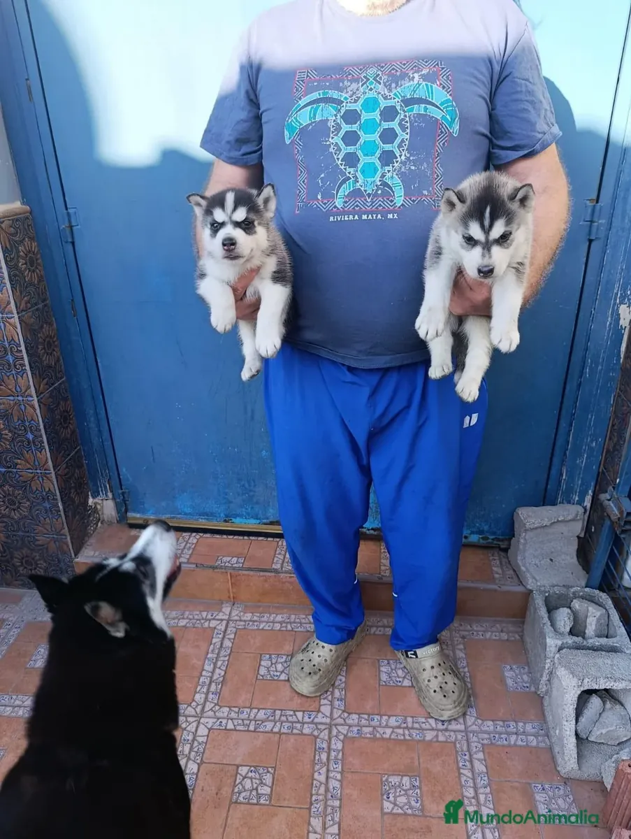 Husky siberiano cachorros