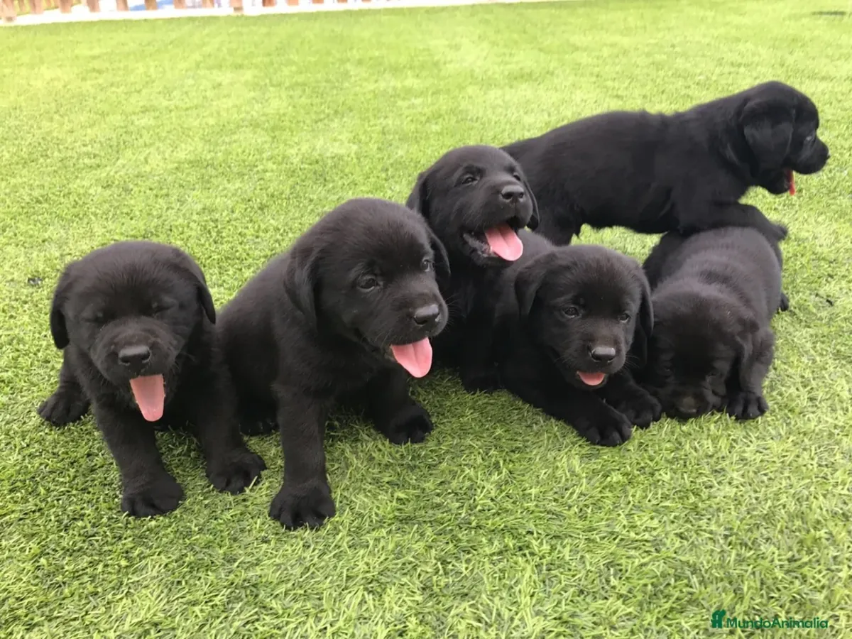 Pedigree'li siyah labrador yavruları