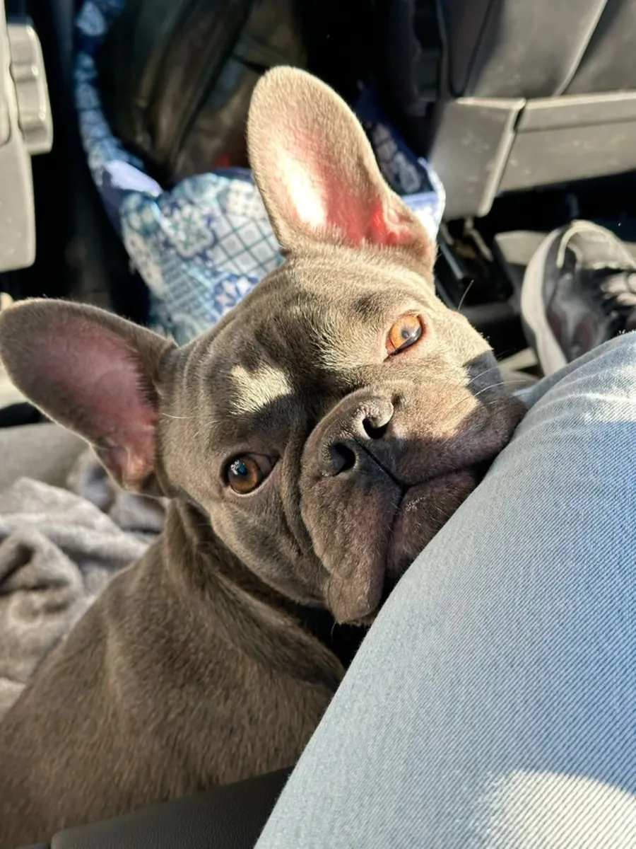 Fransız Bulldog Sahiplenme – Sevgi Dolu ve Apartman Yaşamına Uygun